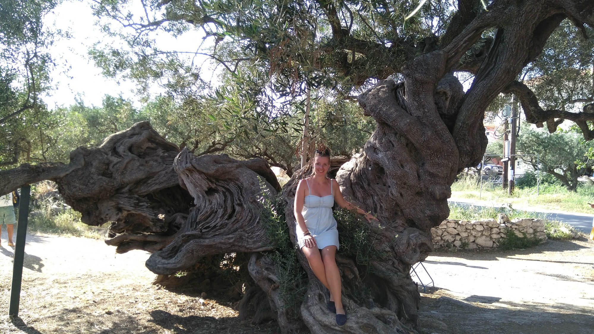Słynne drzewo oliwne liczące ponad 2500 lat. Najstarsze na wyspie Zakynthos