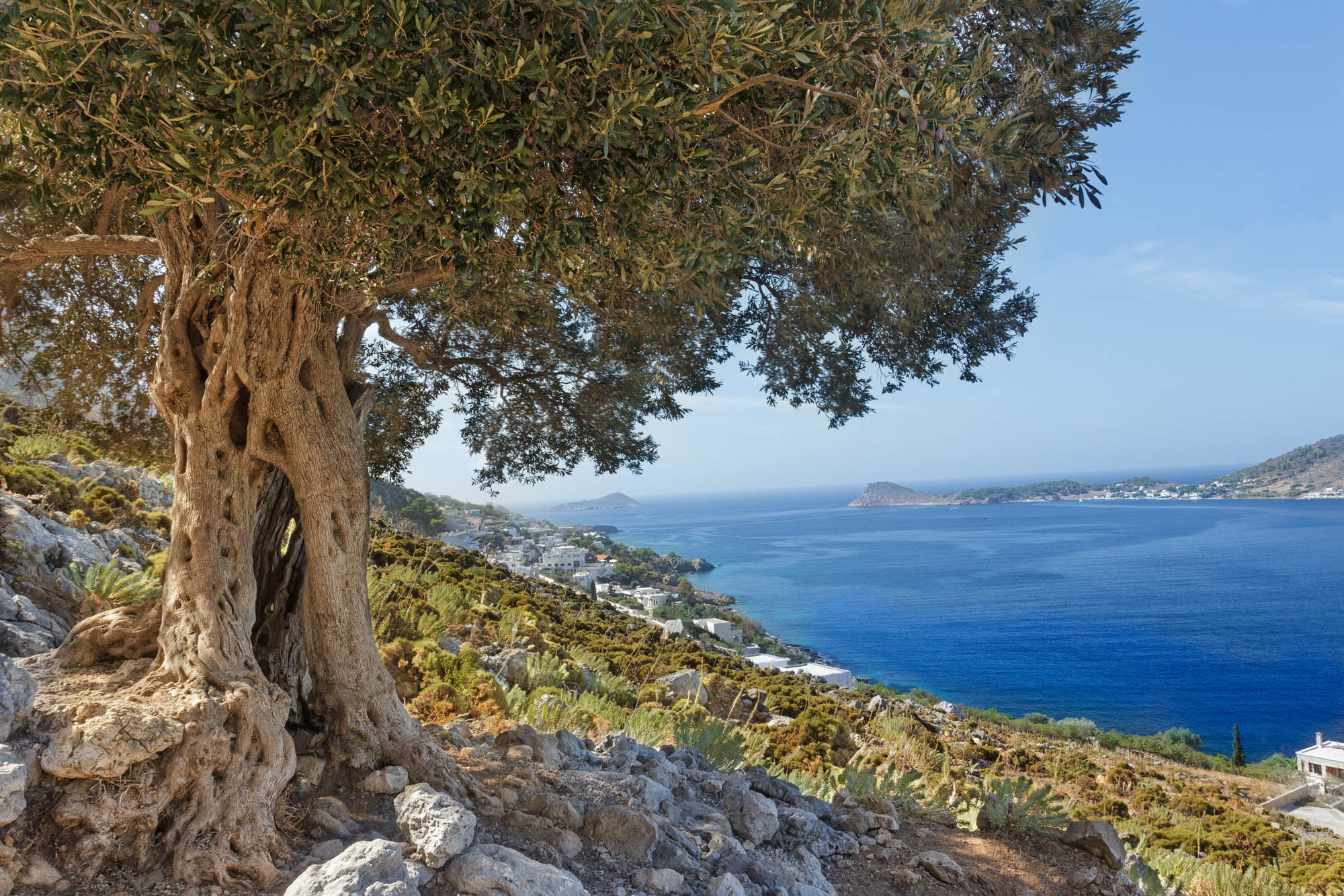 Drzewa oliwne nad brzegiem zatoki na wyspie Kalymnos