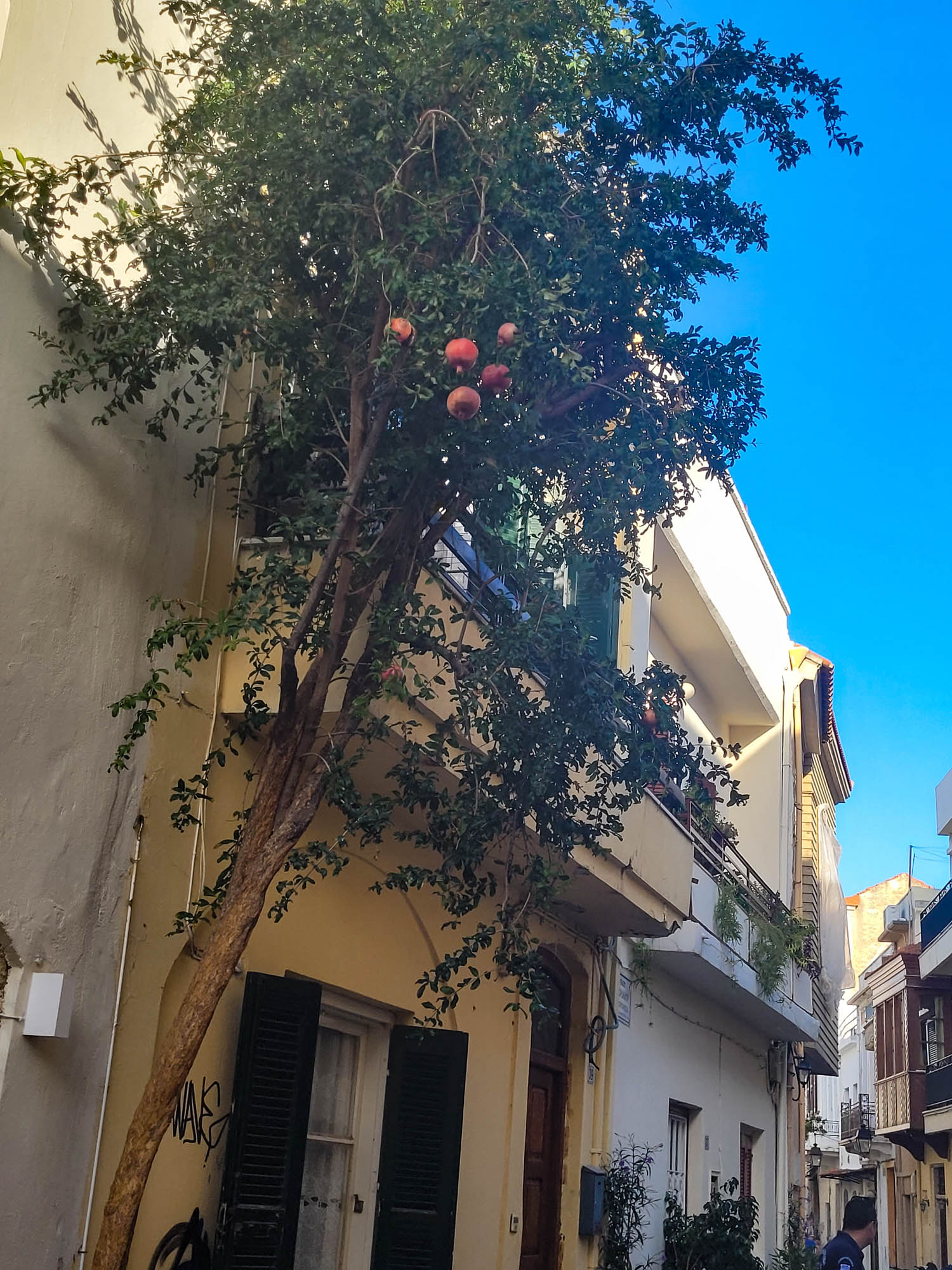 Granaty na drzewie w wąskiej uliczce miasta Rethymnon na Krecie