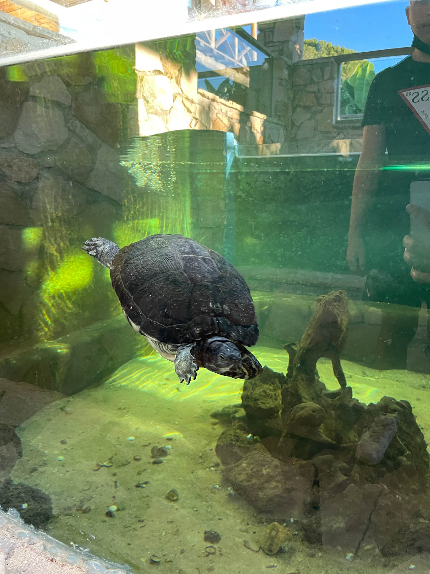 żółw wodny w akwarium