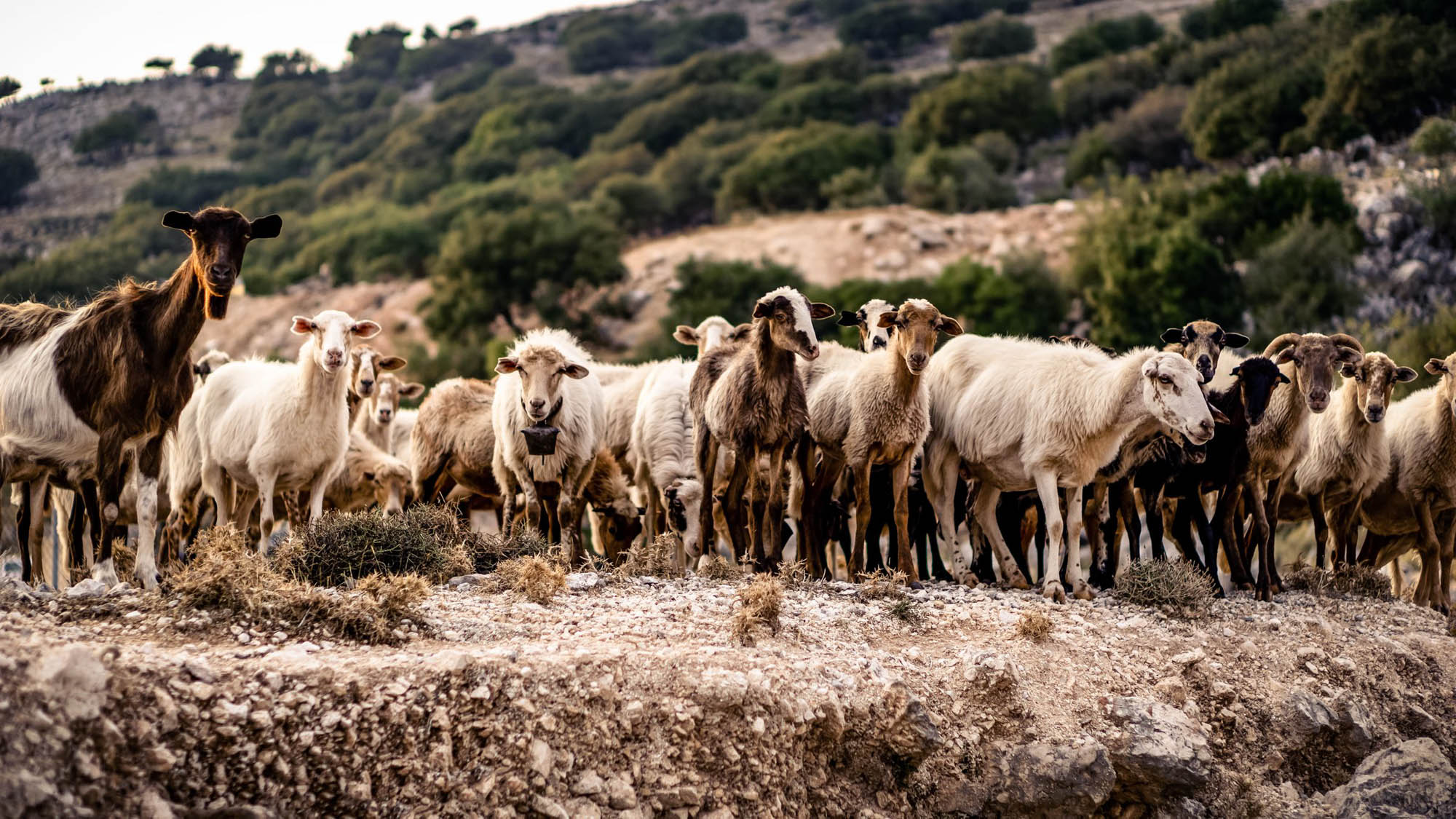 stado kóz, greckie dzikie kozy