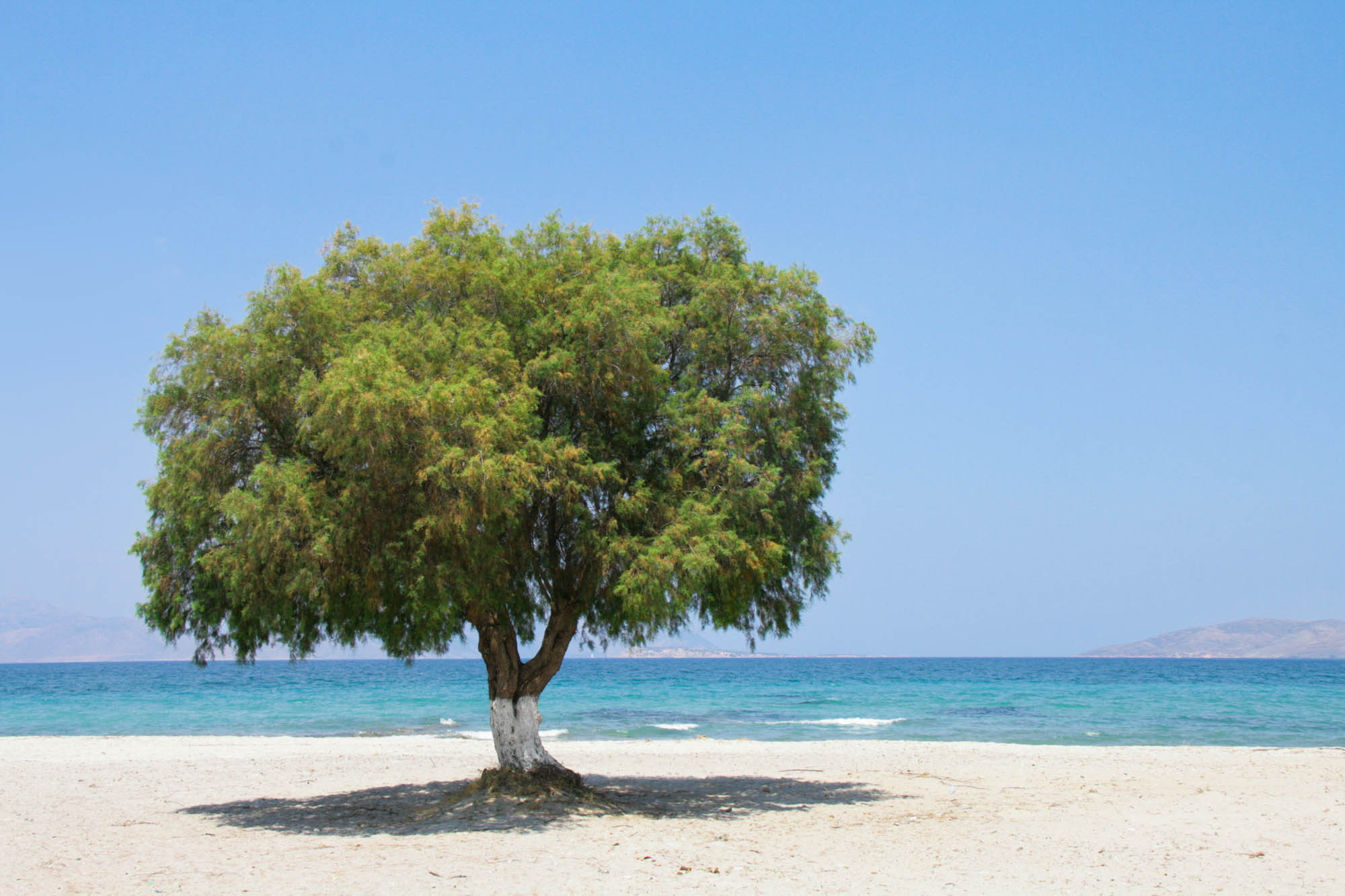 pusta plaża z drzewem, piasek, morze i niebo