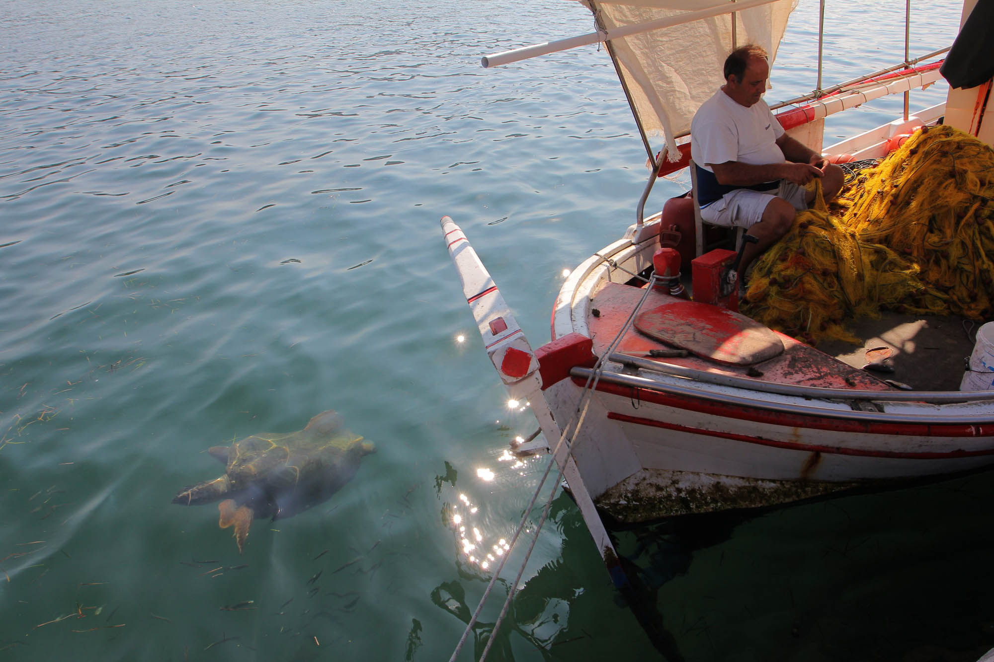 łódka, rejs po morzu a w nim żółw morski