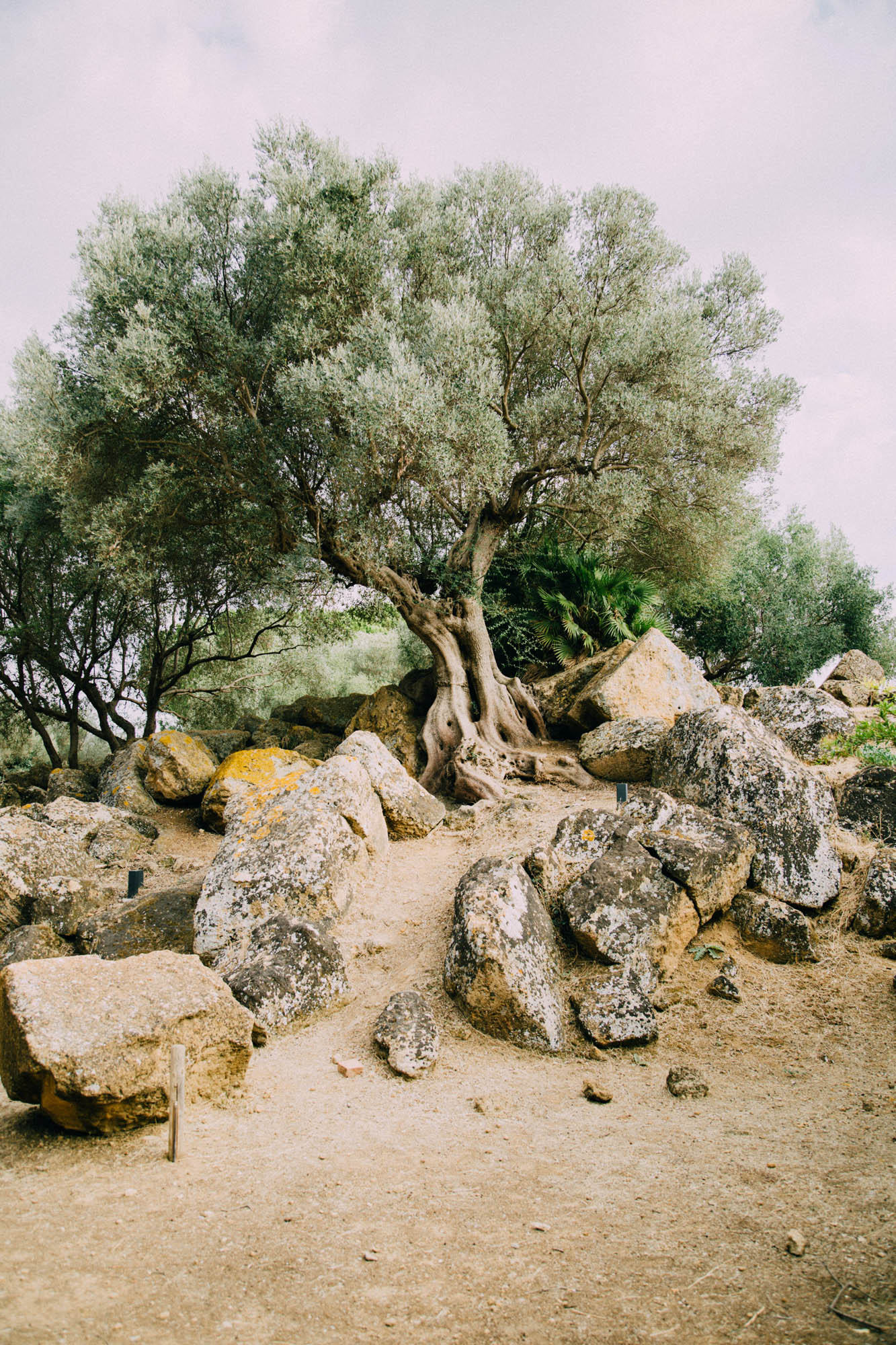 stare, sękate drzewo oliwne rosnące na skałach, Grecja