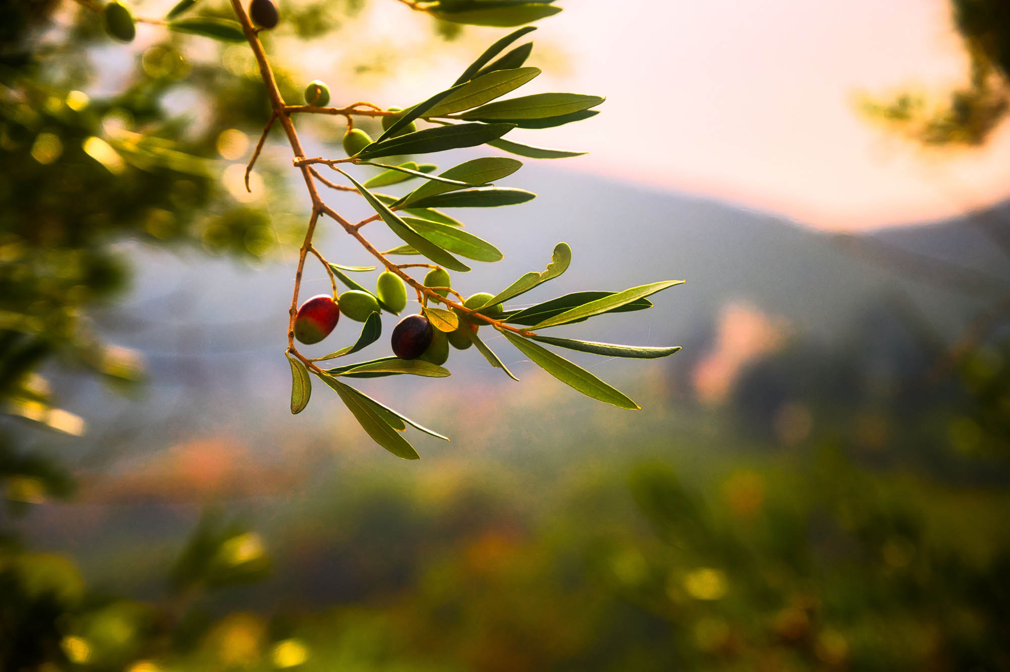 gałązka drzewa oliwnego z dojrzewającymi w słońcu oliwkami w różnym stadium dojrzewania, gaj liwny