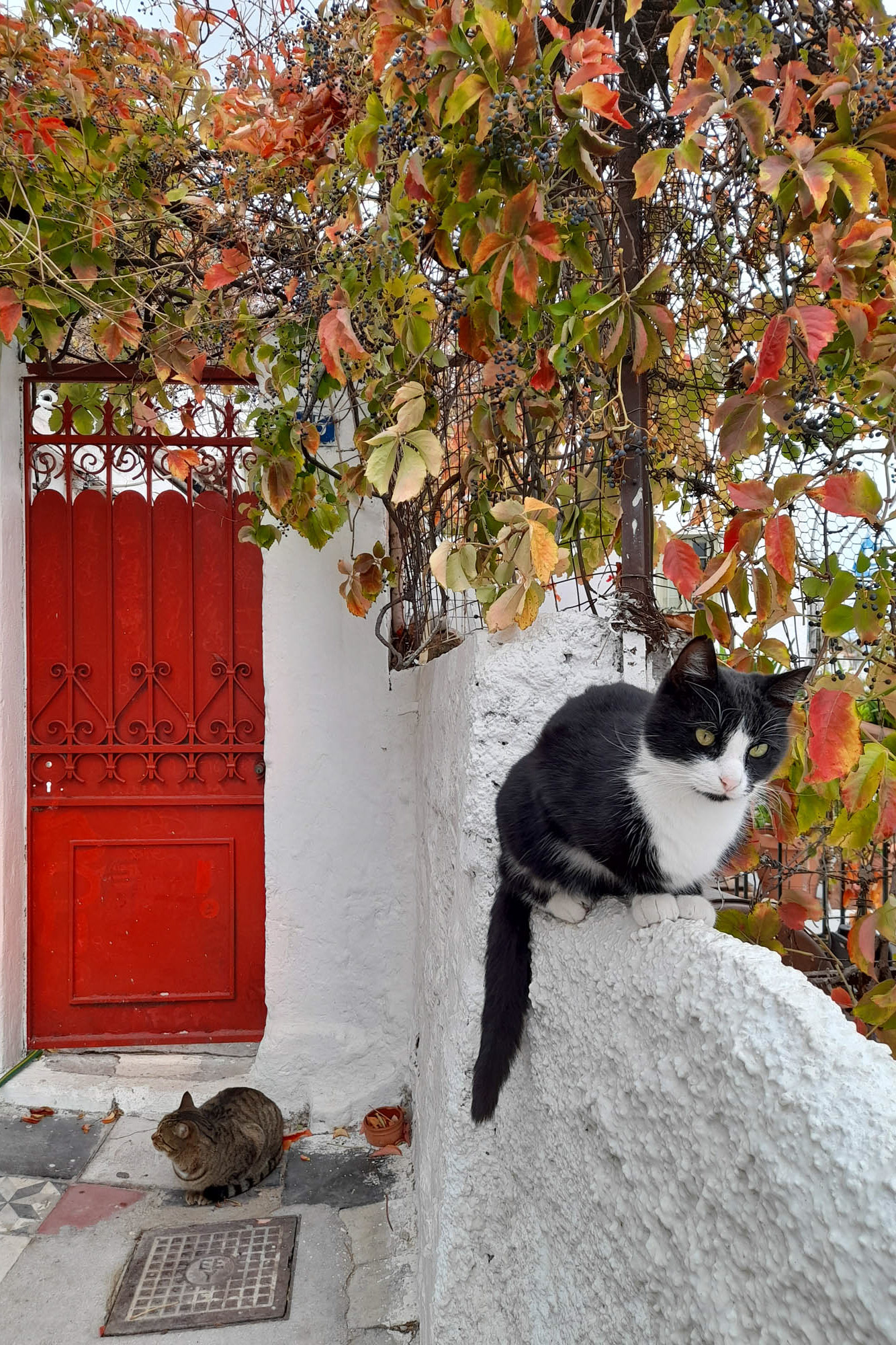 dzielnica anafiotika i jej białe domki, kot leżący na płocie, ateny