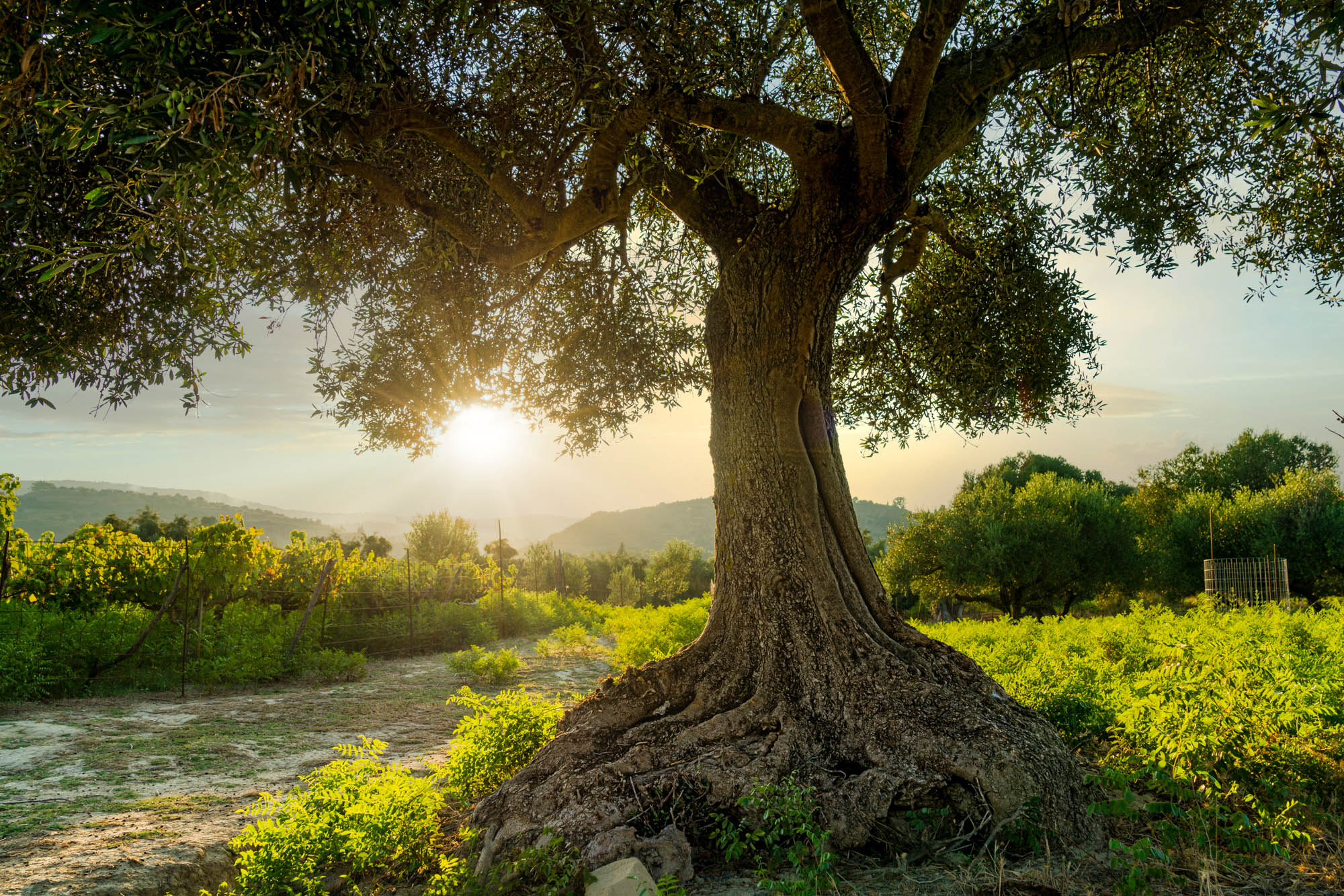 drzewo oliwne oświetlone słońcem