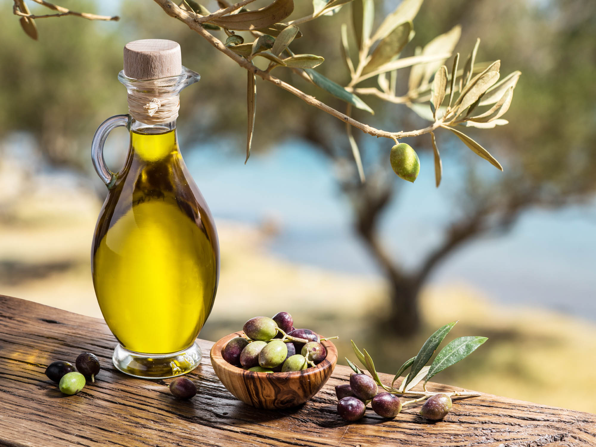 oliwa z oliwek w ładnej butelce stoi w gaju oliwnym
