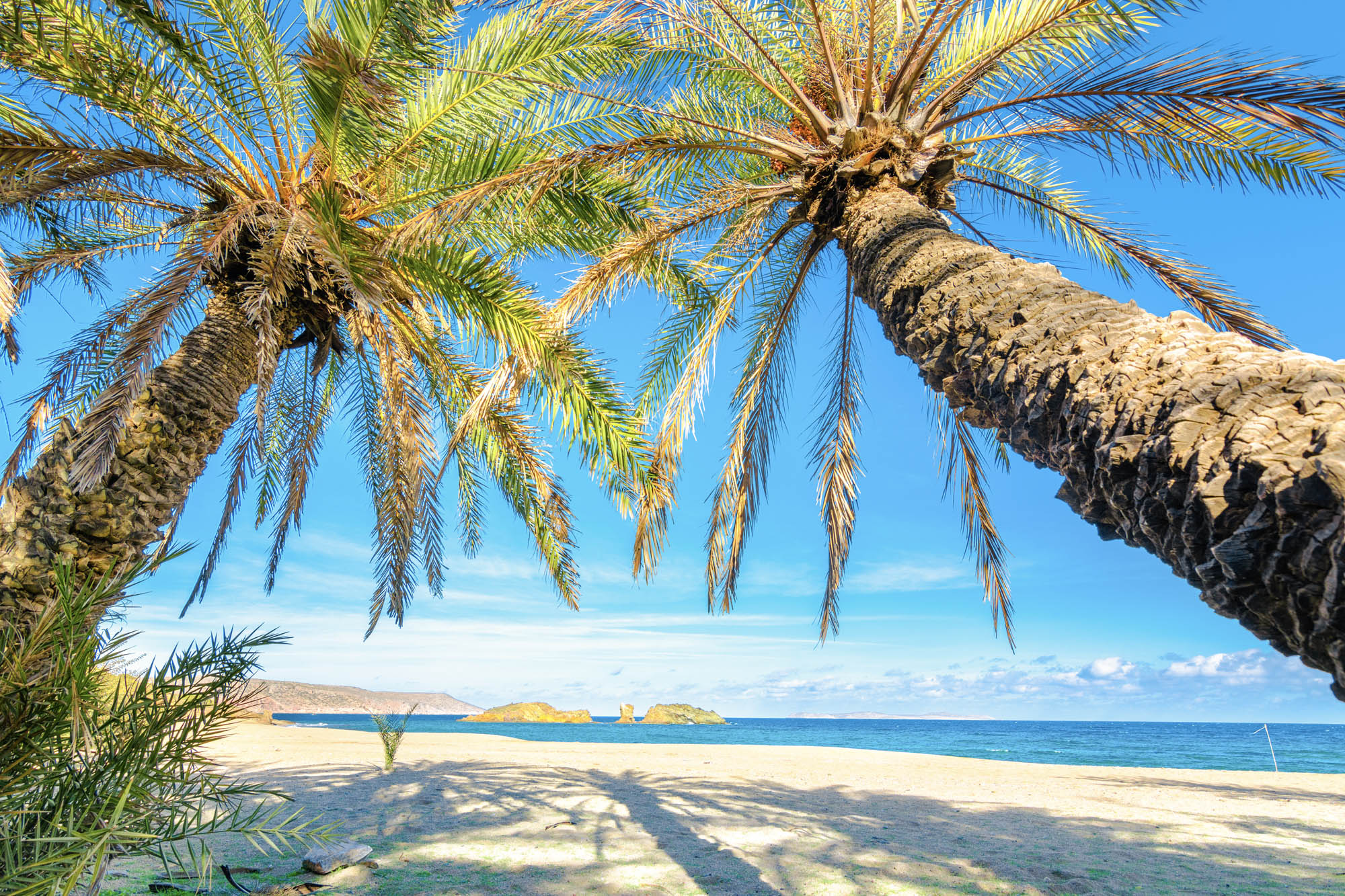 plaża Vai na Krecie, widok przez palmy