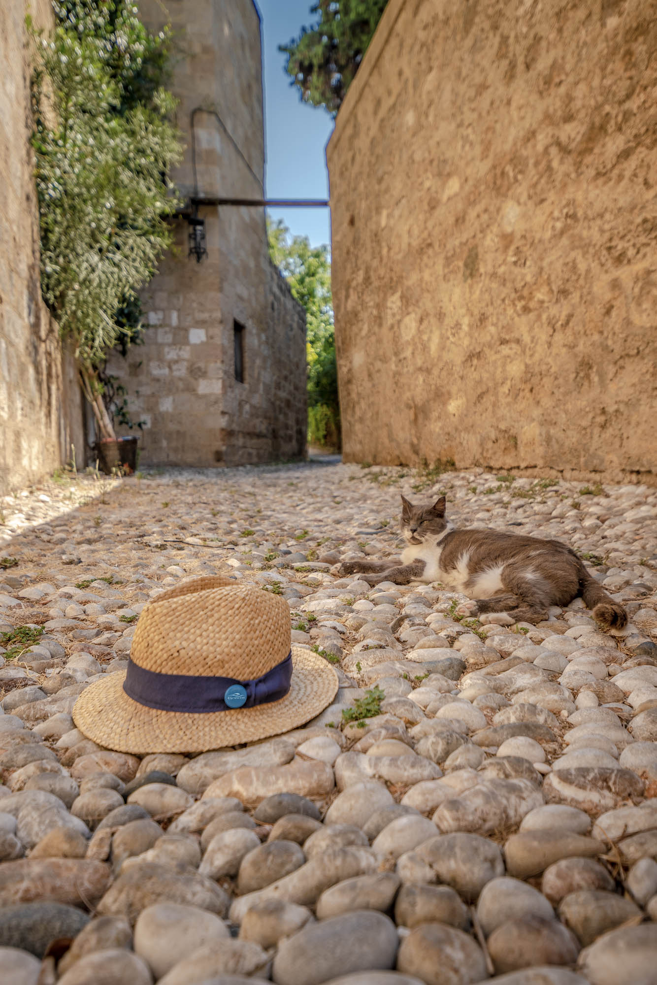 ulica miasta rodos, detal, kot i kapelusz