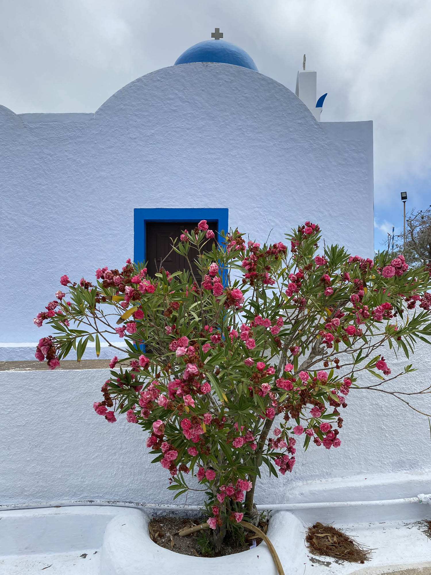 typowy grecki kościółek w kolorach białym i niebieskim oraz różowe kwiaty