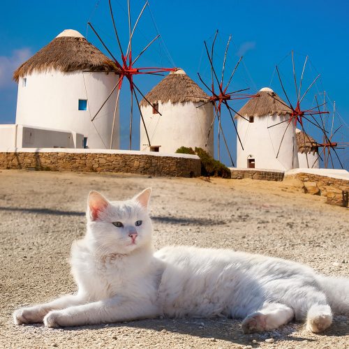 kot leżący na ziemi, a w tle greckie wiatraki