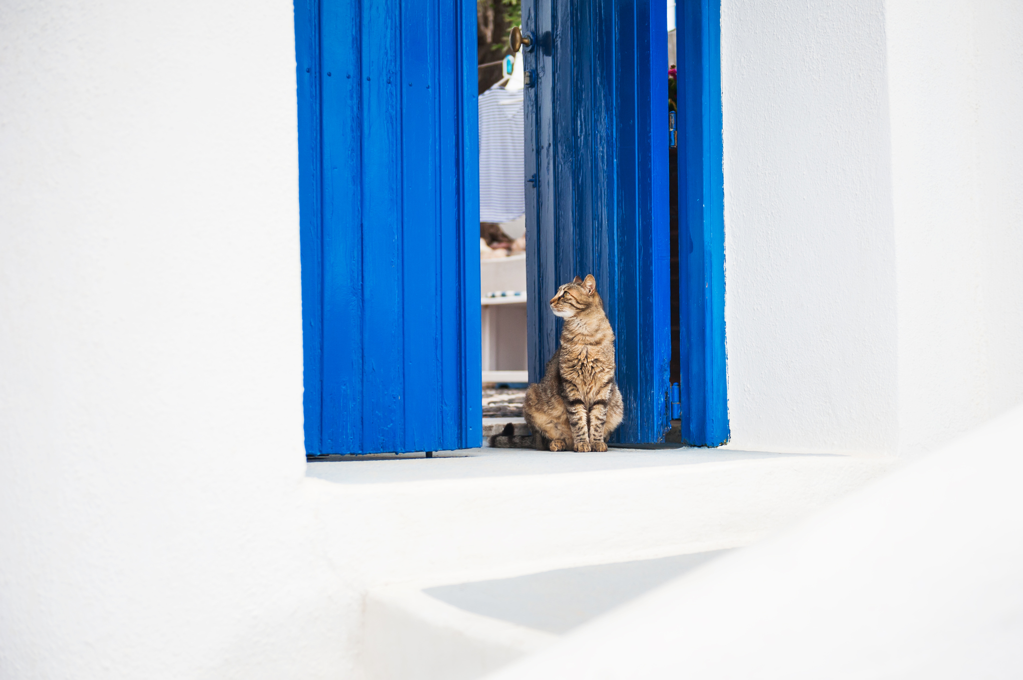 kot siedzący w niebieskich drzwiach na tle białej ściany, gdzieś w grecji, detal