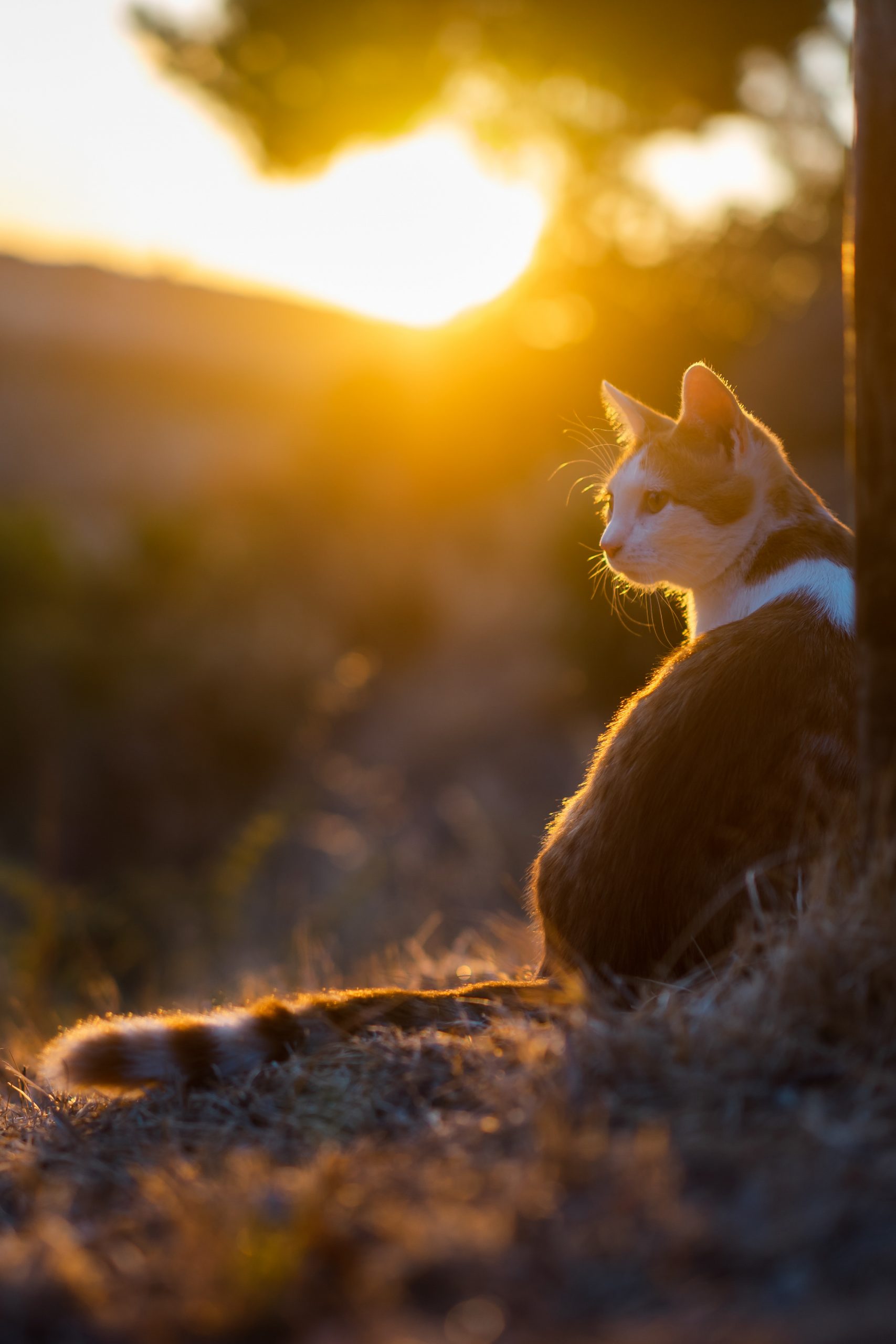 kotek, a w tle zachód słońca, detal