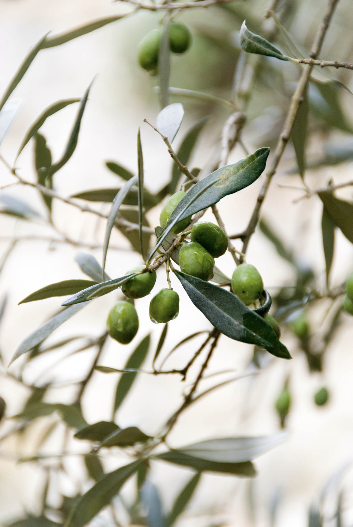 gałązka oliwnego drzewa z oliwkami, detal
