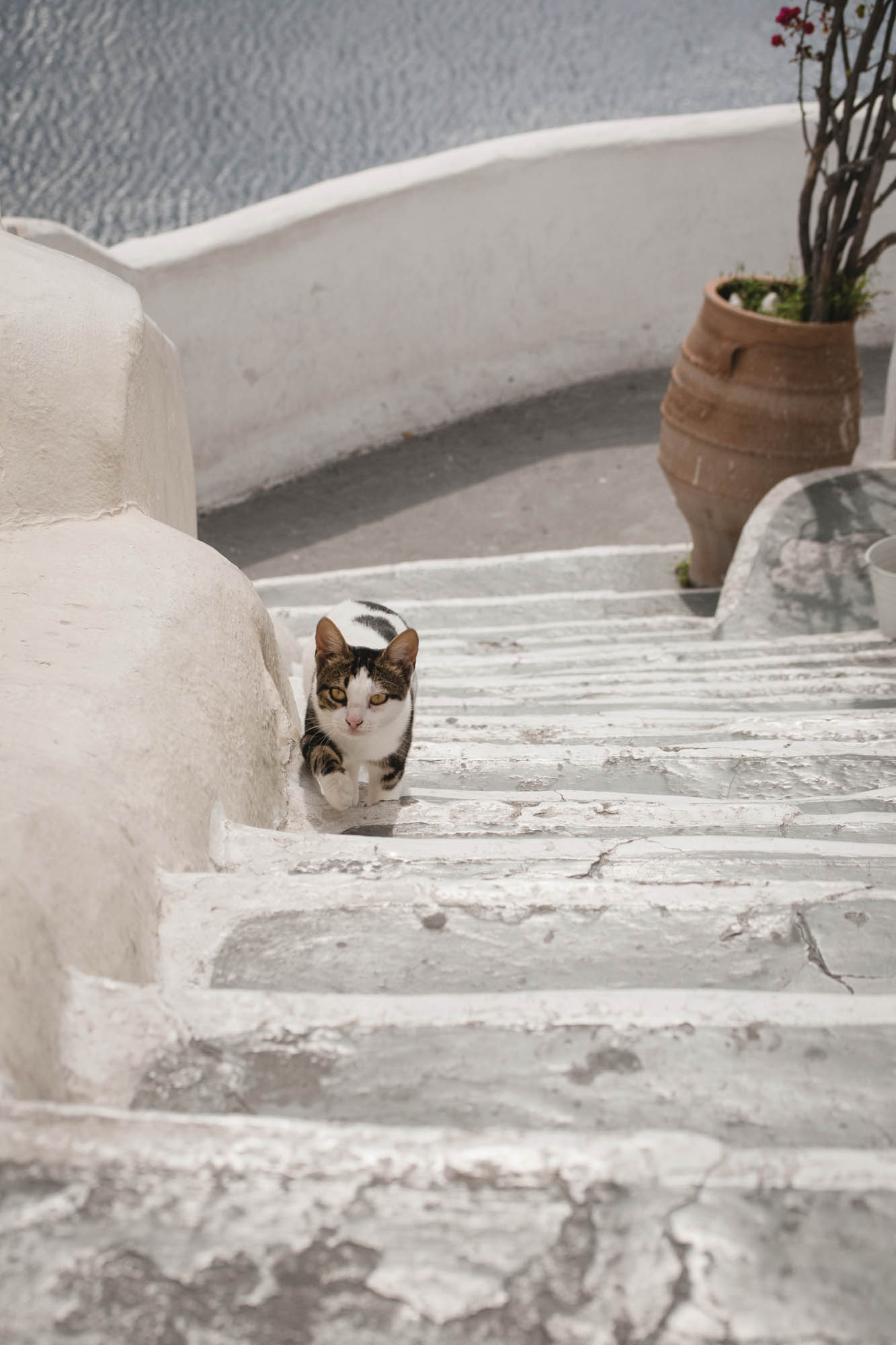 santorini, kot idący po schodach, detal