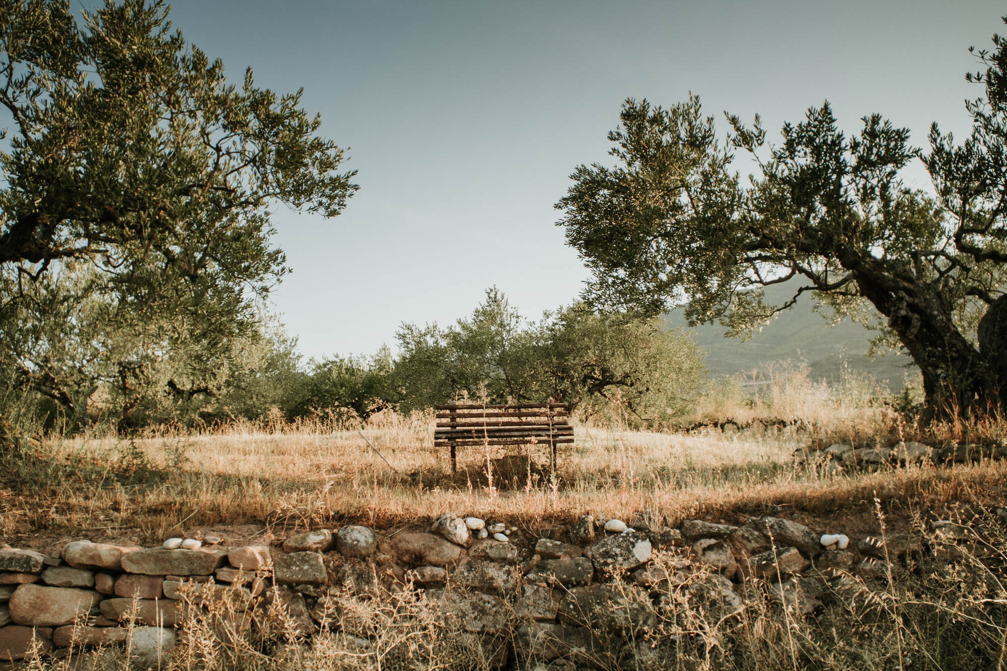 grecki gaj oliwny z uroczą ławeczką, panorama