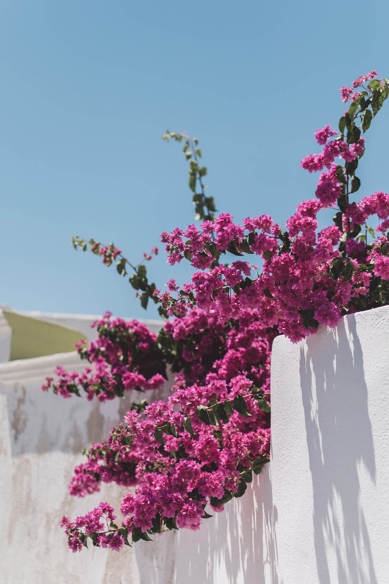 biała ściana i różowe kwiaty, typowe greckie widoki, detal