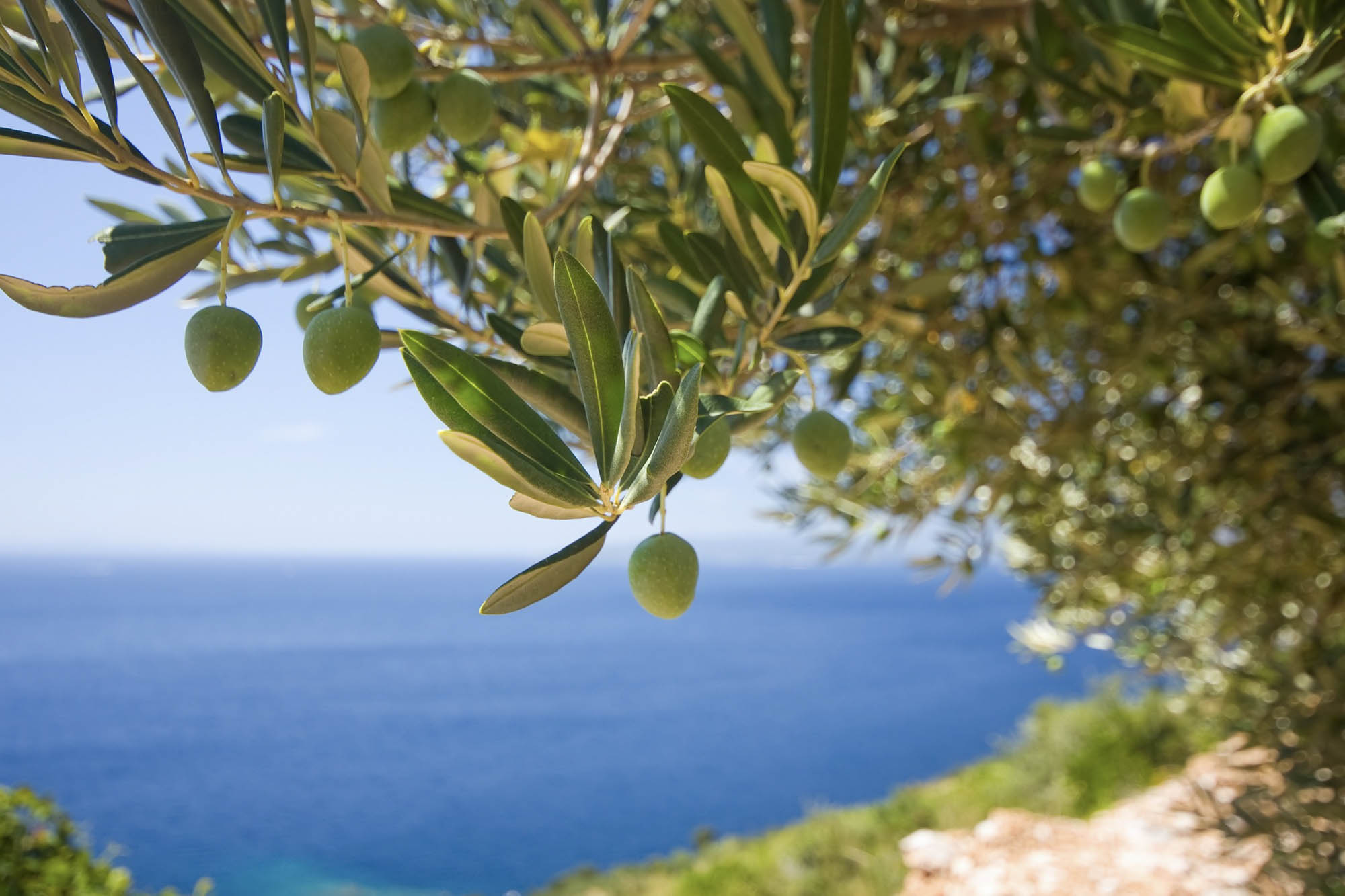 drzewo oliwne a w tle morze, detal