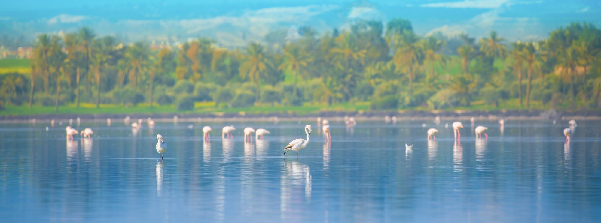 flamingi na słonym jeziorze w larnace, widok z daleka, panorama na jezioro