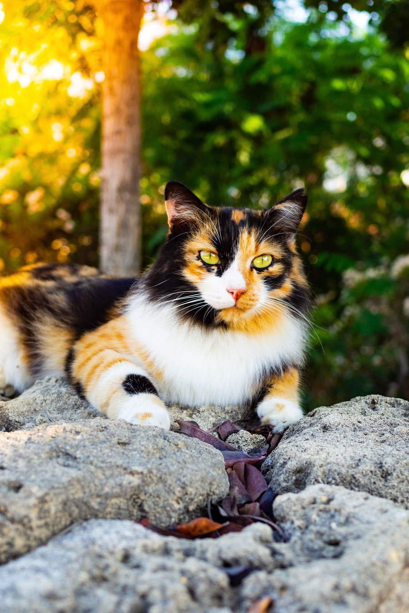kot lezący na skałach
