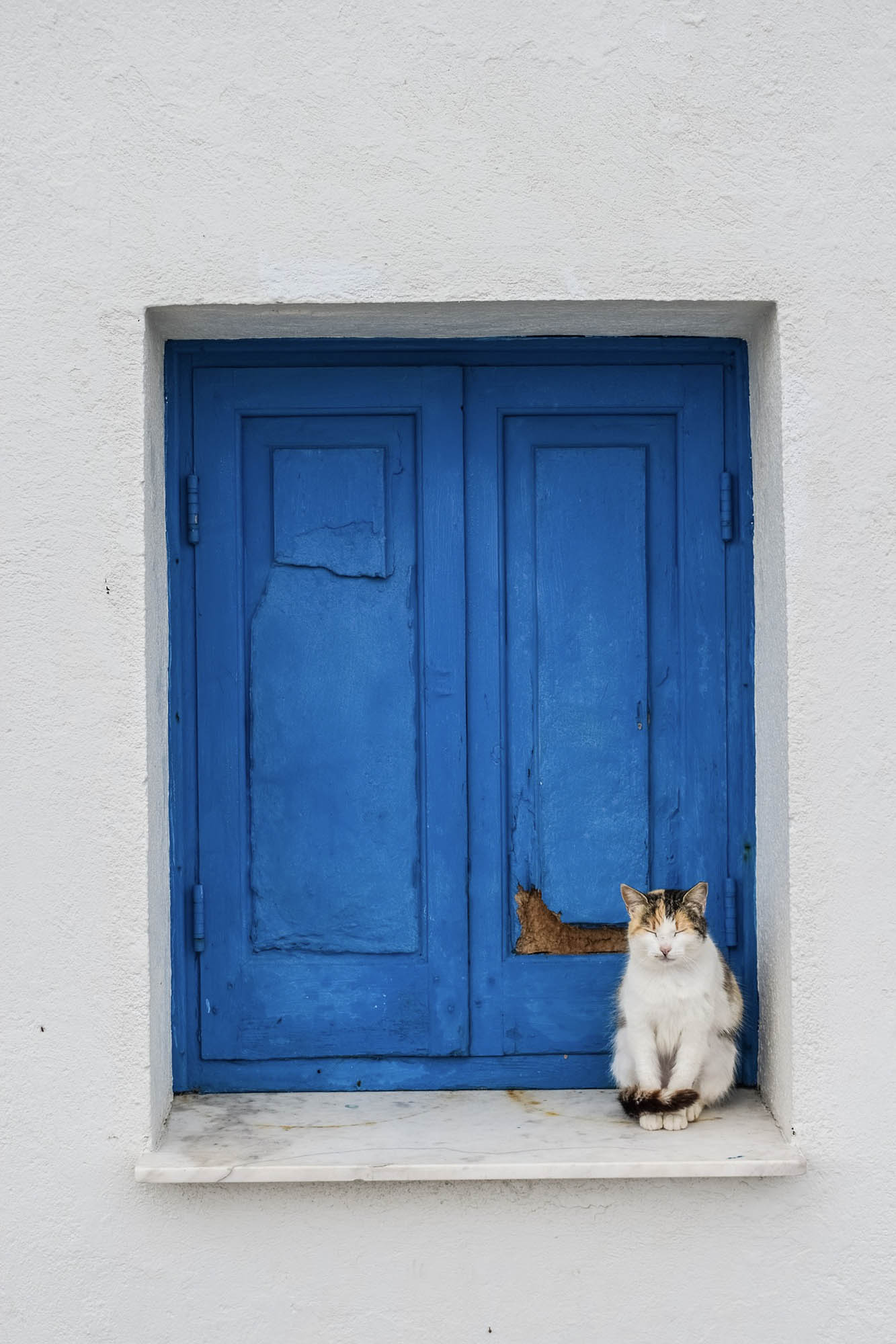 kot na cyprze, siedzi na tle niebieskich drzwi