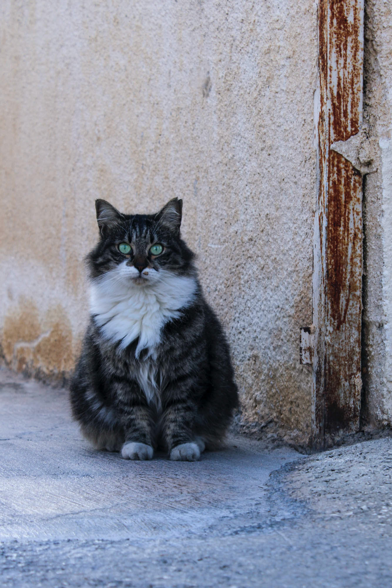 kot na cyprze, piękny kociak na ulicy