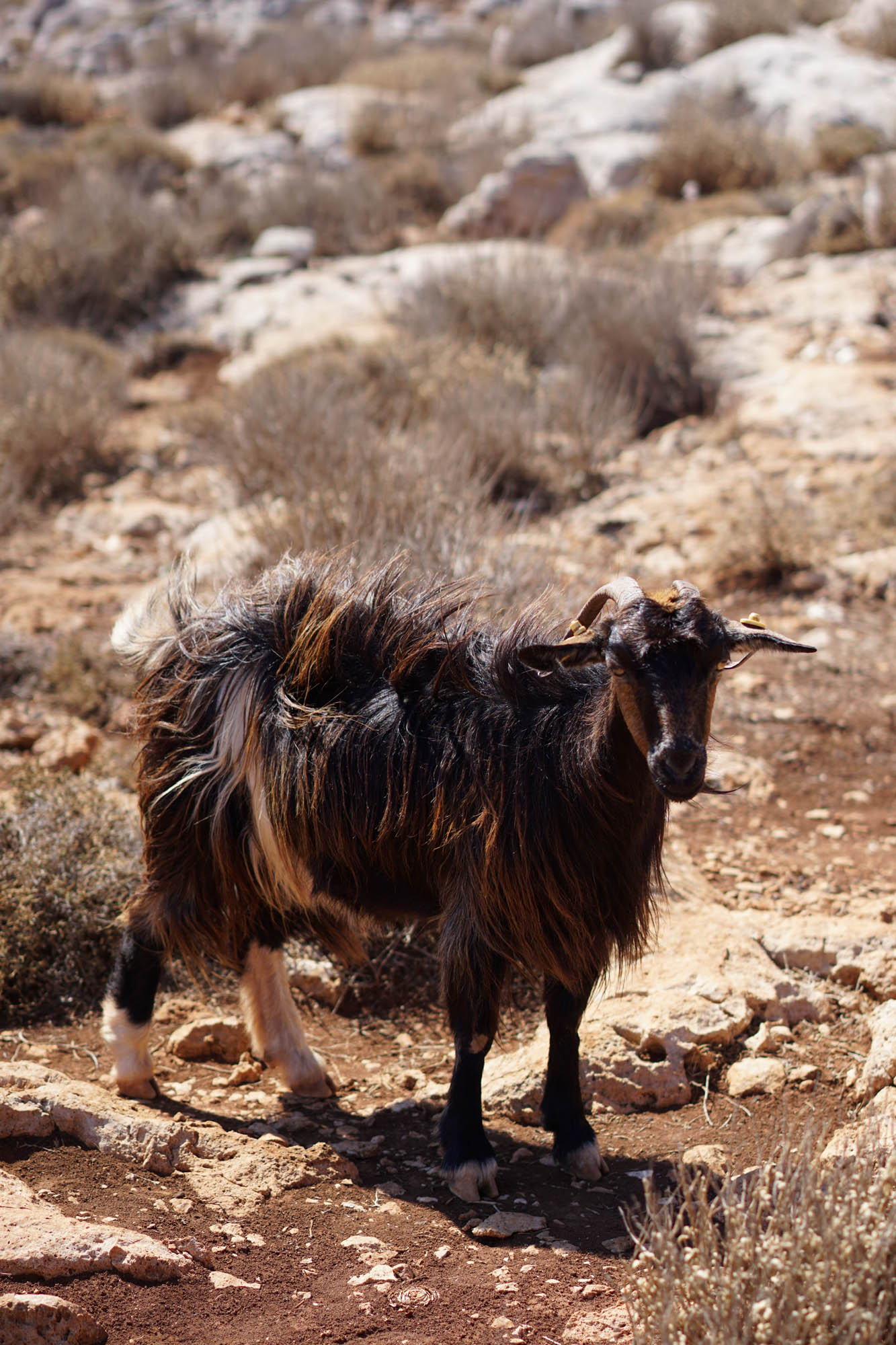 grecka koza z długą czarną siercią