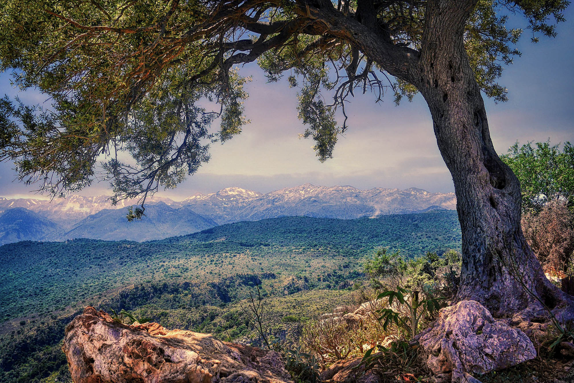 piękny widok na góry na krecie na pierwszym planie drzewo oliwne