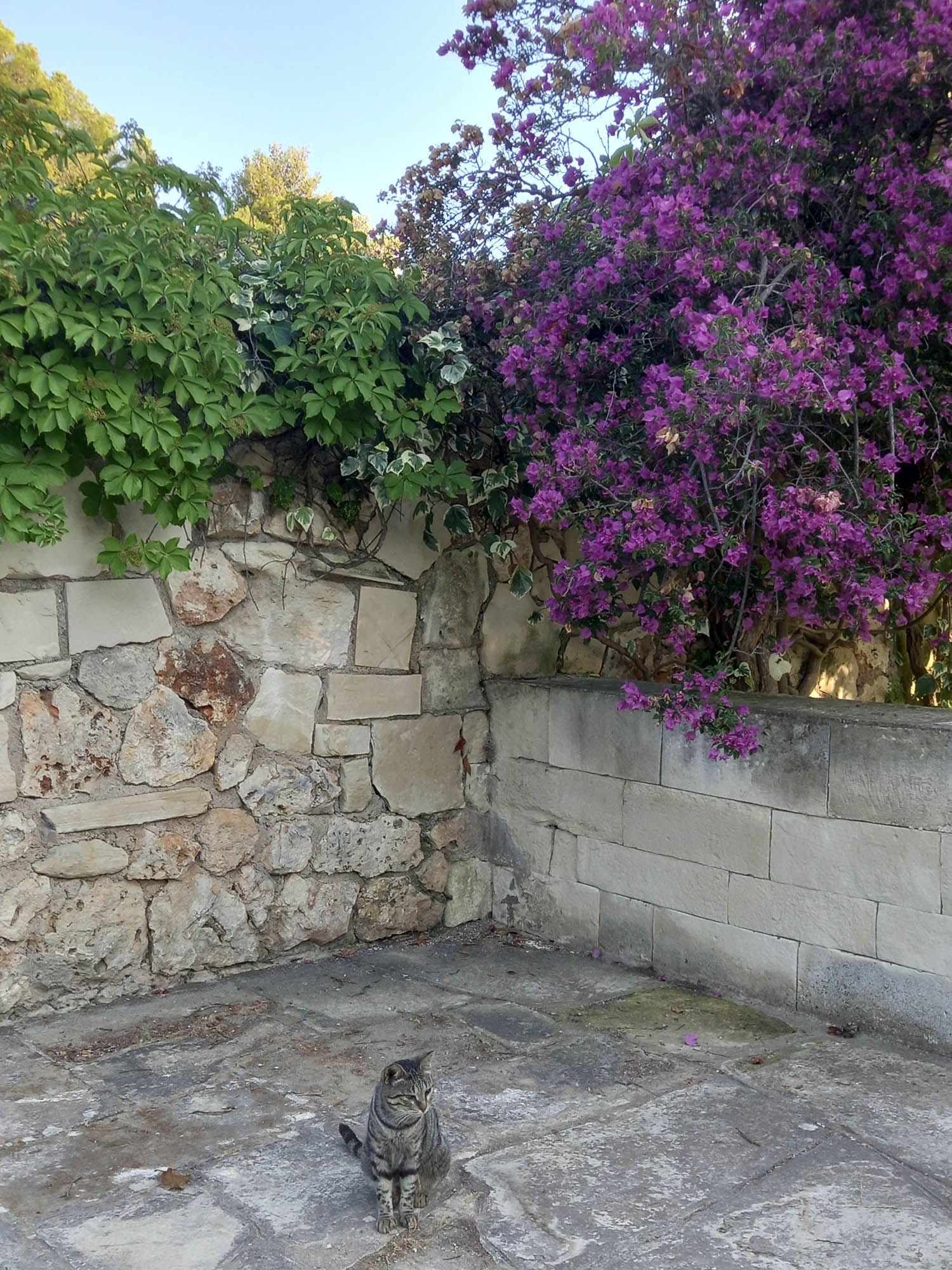 kot pod kwitnącymy na różowo kwiatami oplatającymi ścianę, grecja