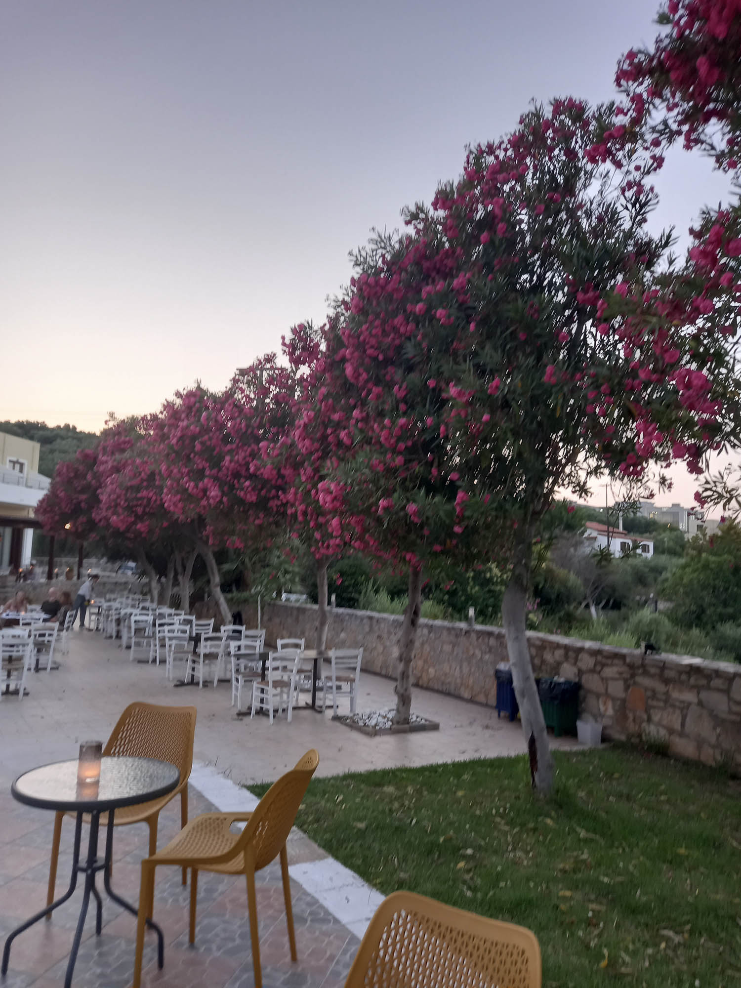Kreta i kwitnące drzewa, aleja z różowymi kwiatami, promenada, tawerny kawiarenki, stoliki na wolnym powietrzu