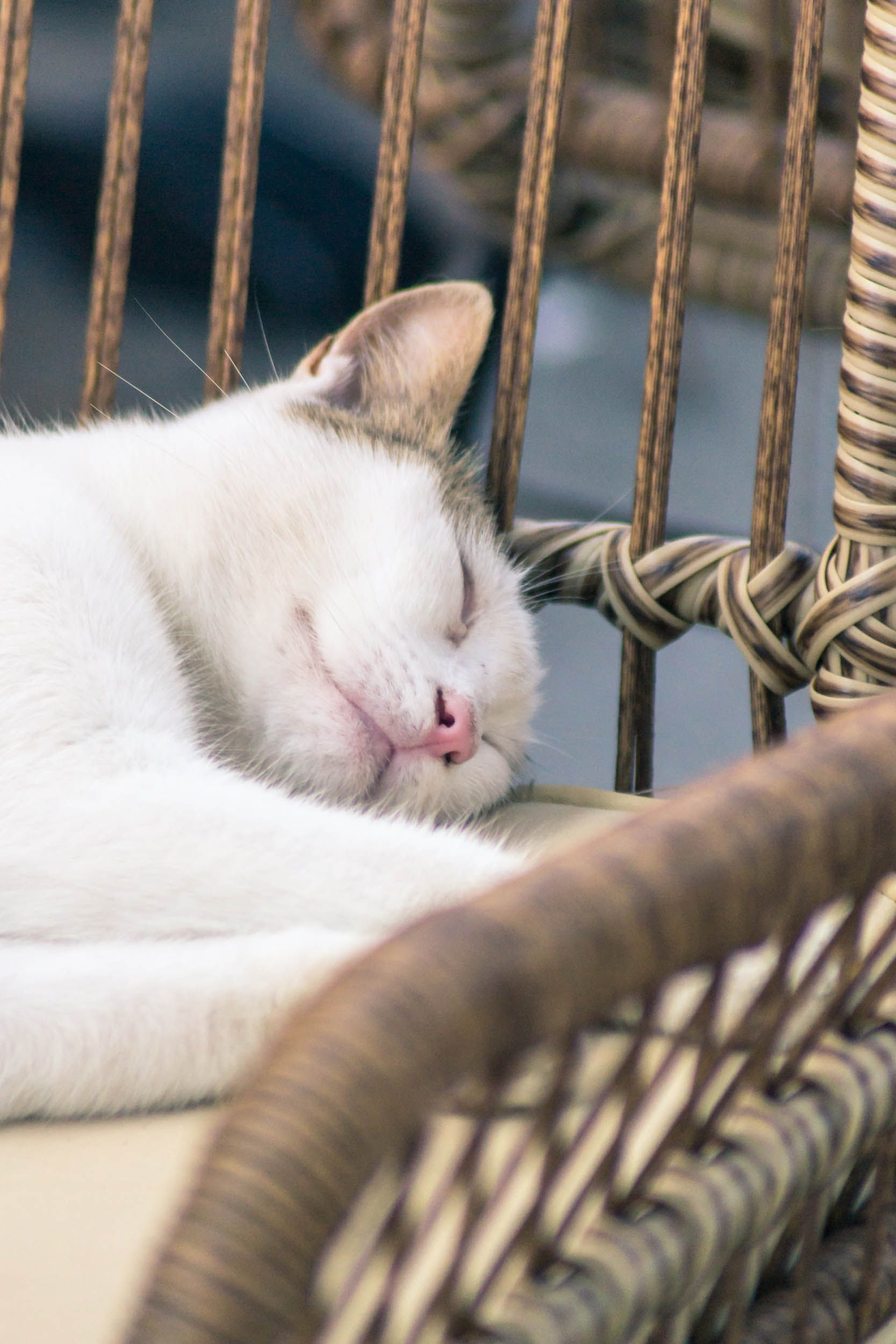 kot śpiący na krześle, grecja, detal