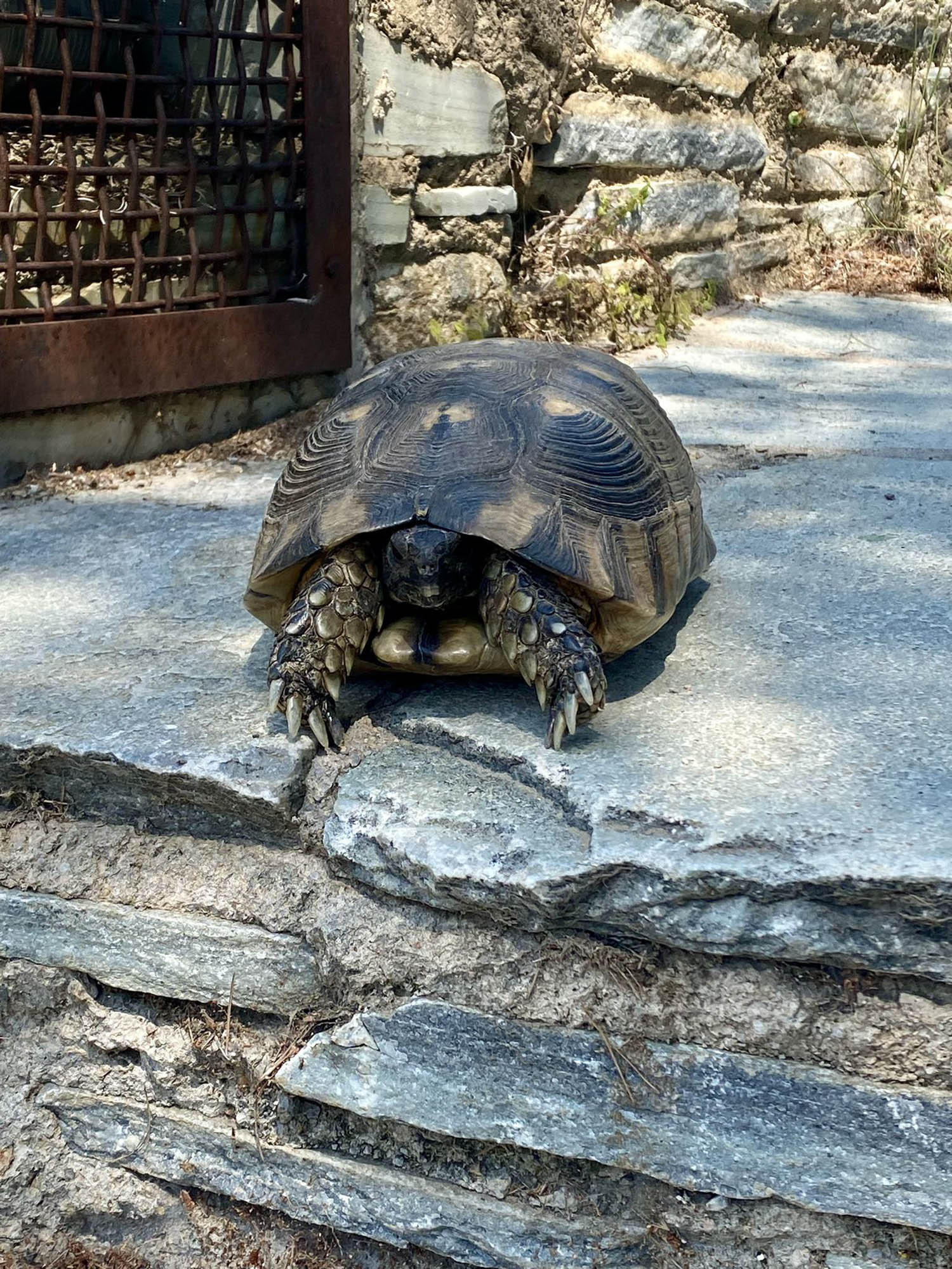 żółw na wyspie Evia