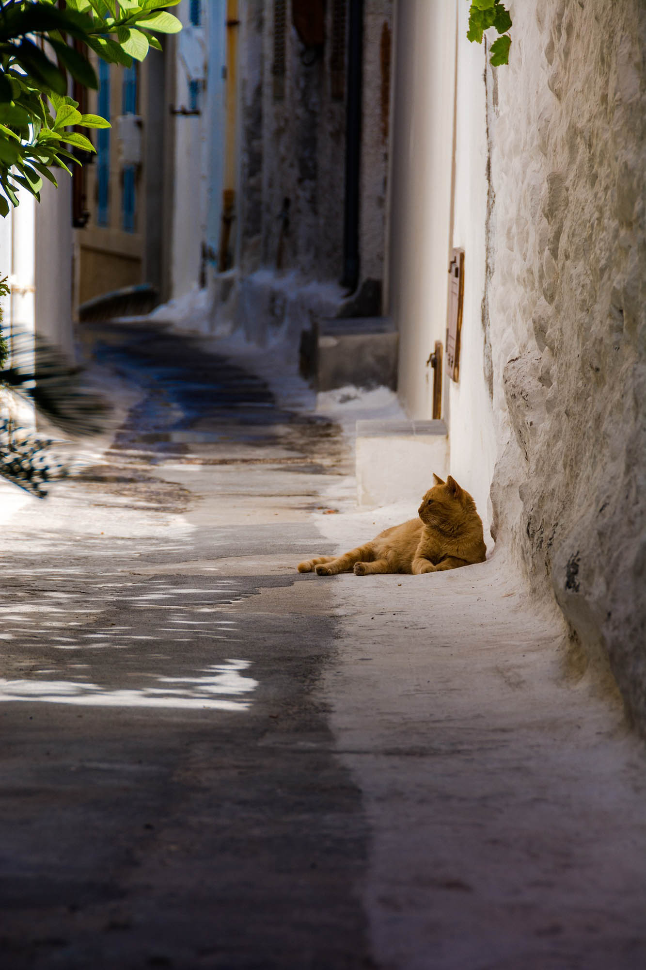 jedna z uliczek w miasteczku na wyspie nisyros a na niej leżący kot, błogie siga-siga