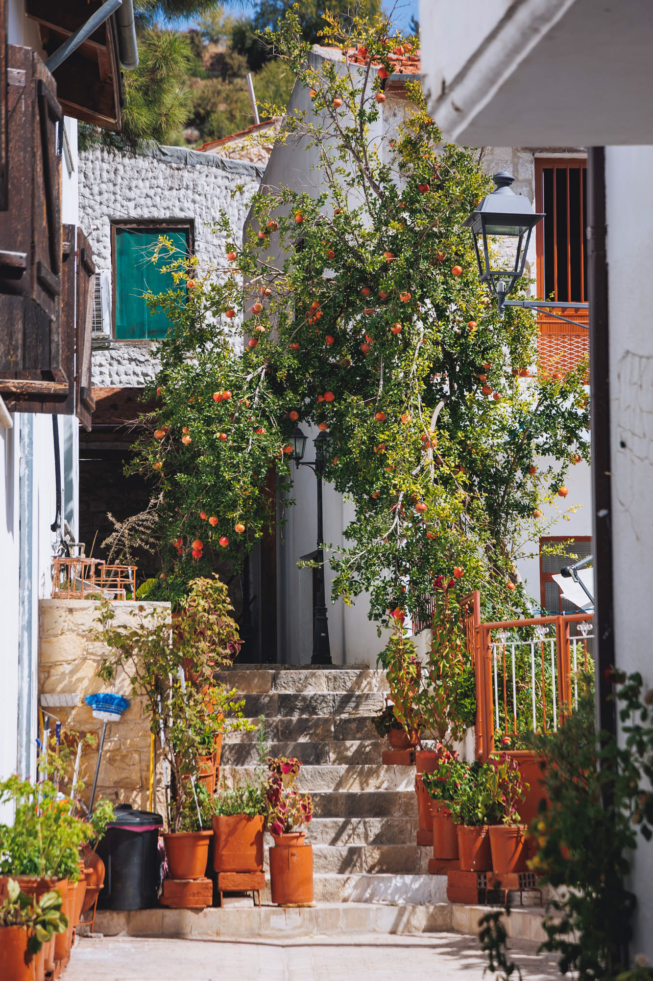 drzewo granatu we wsi arsos na cyprze. wejście do jednego z domów obsadzone kwiatami