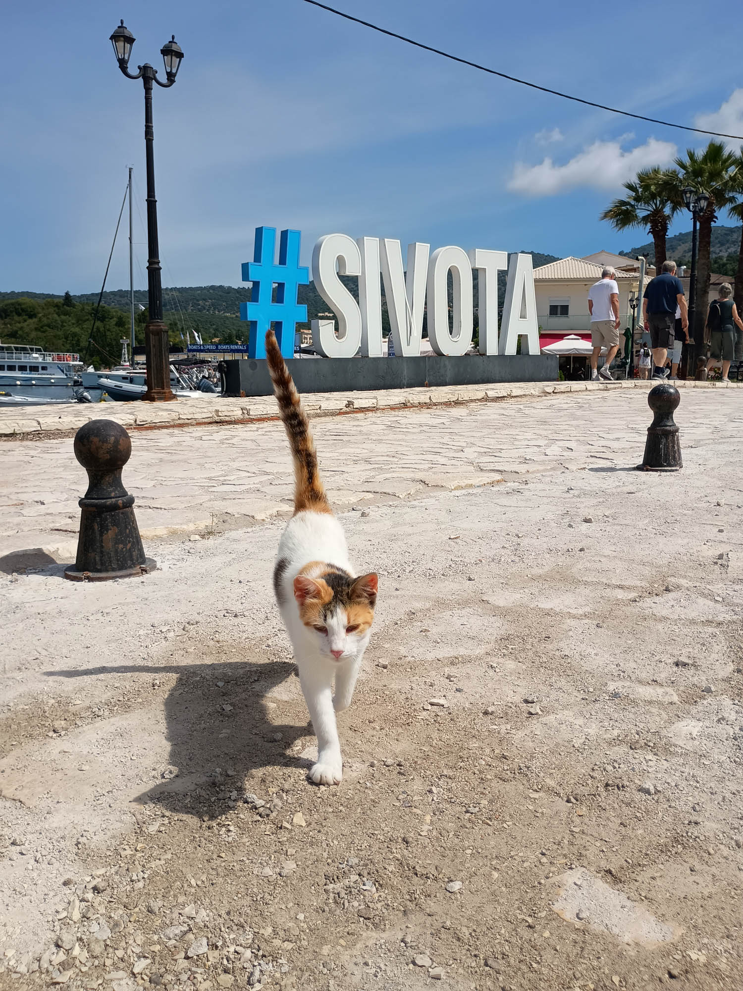 sivota w epirze, kot na drodze