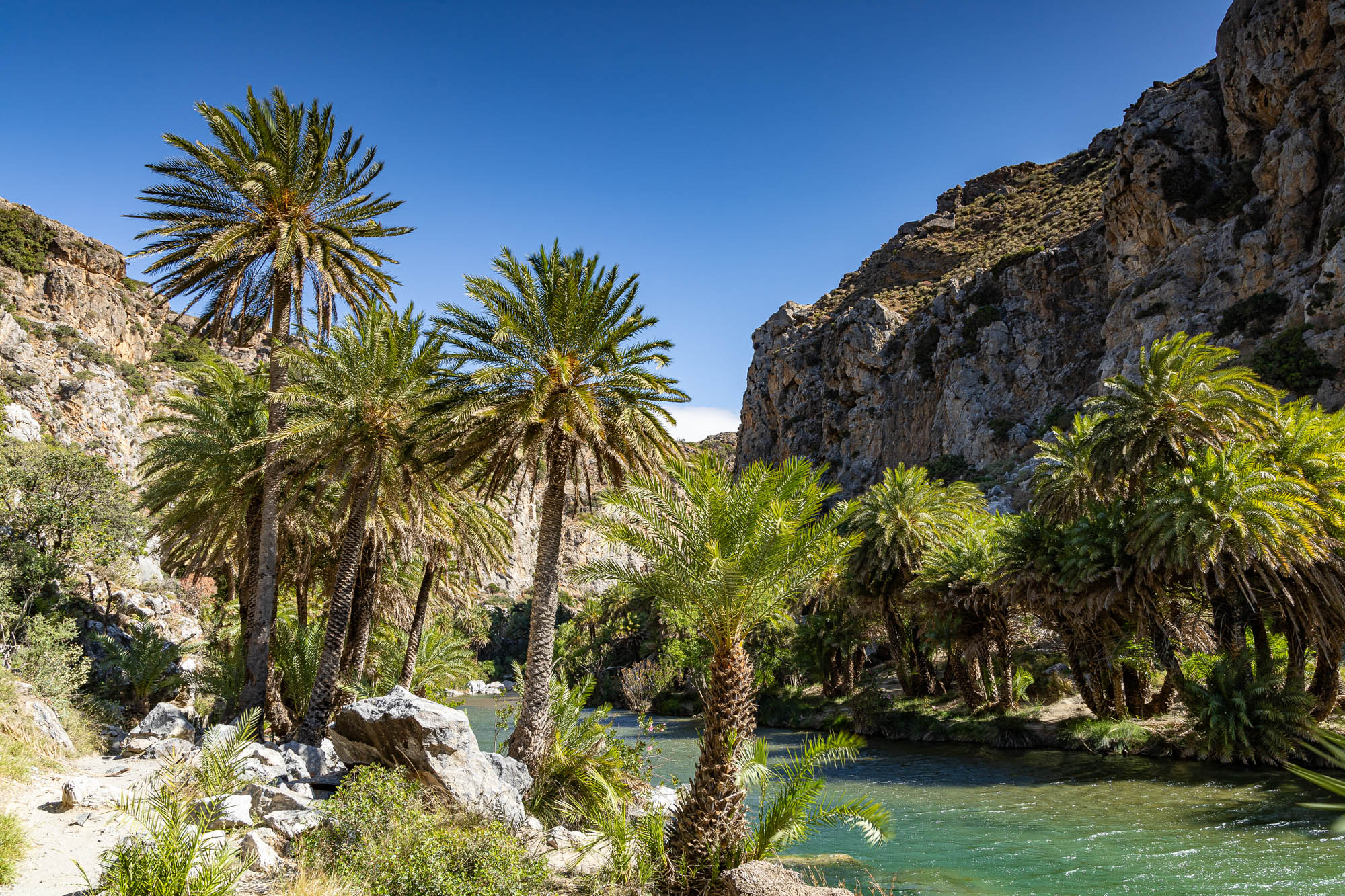 plaża preveli, kreta, widok na palmy i rzekę