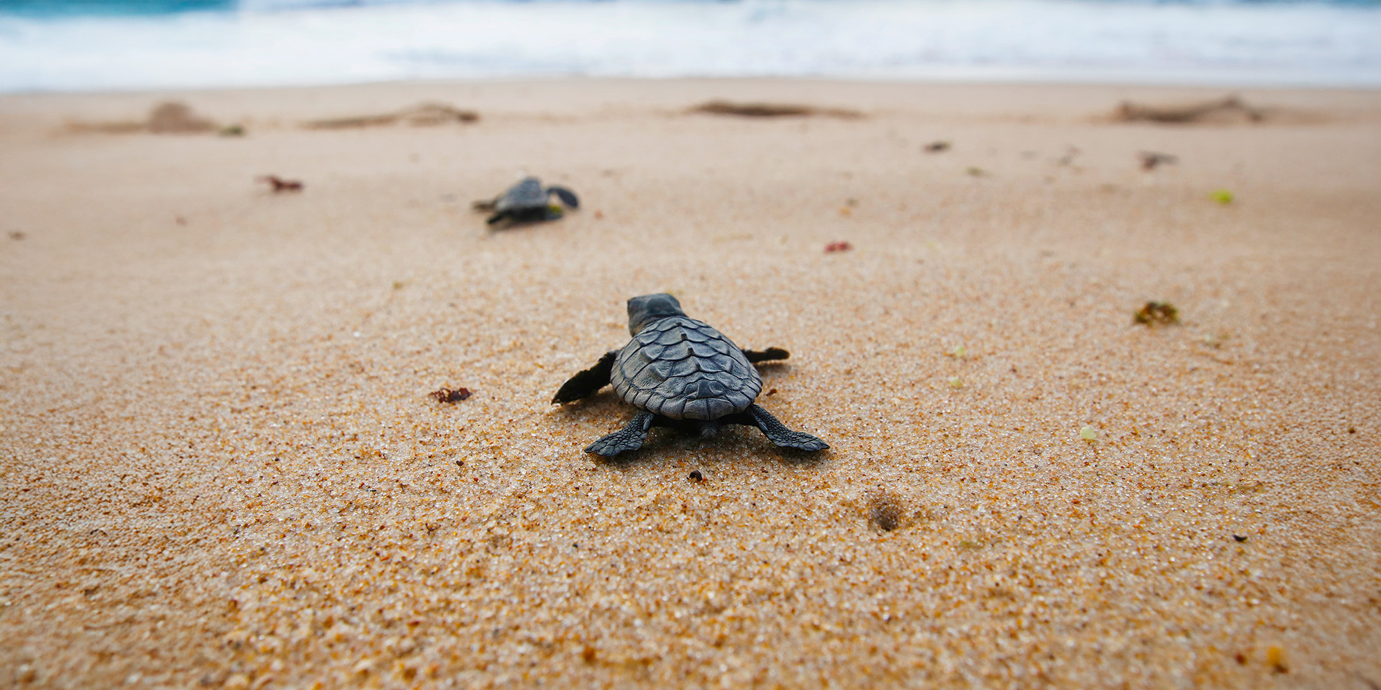 Żółwie Caretta caretta — skarb Zakynthos cz. II