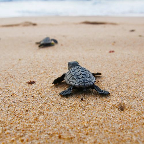 zółwie caretta ida do wody, małe żołwie, zakynthos