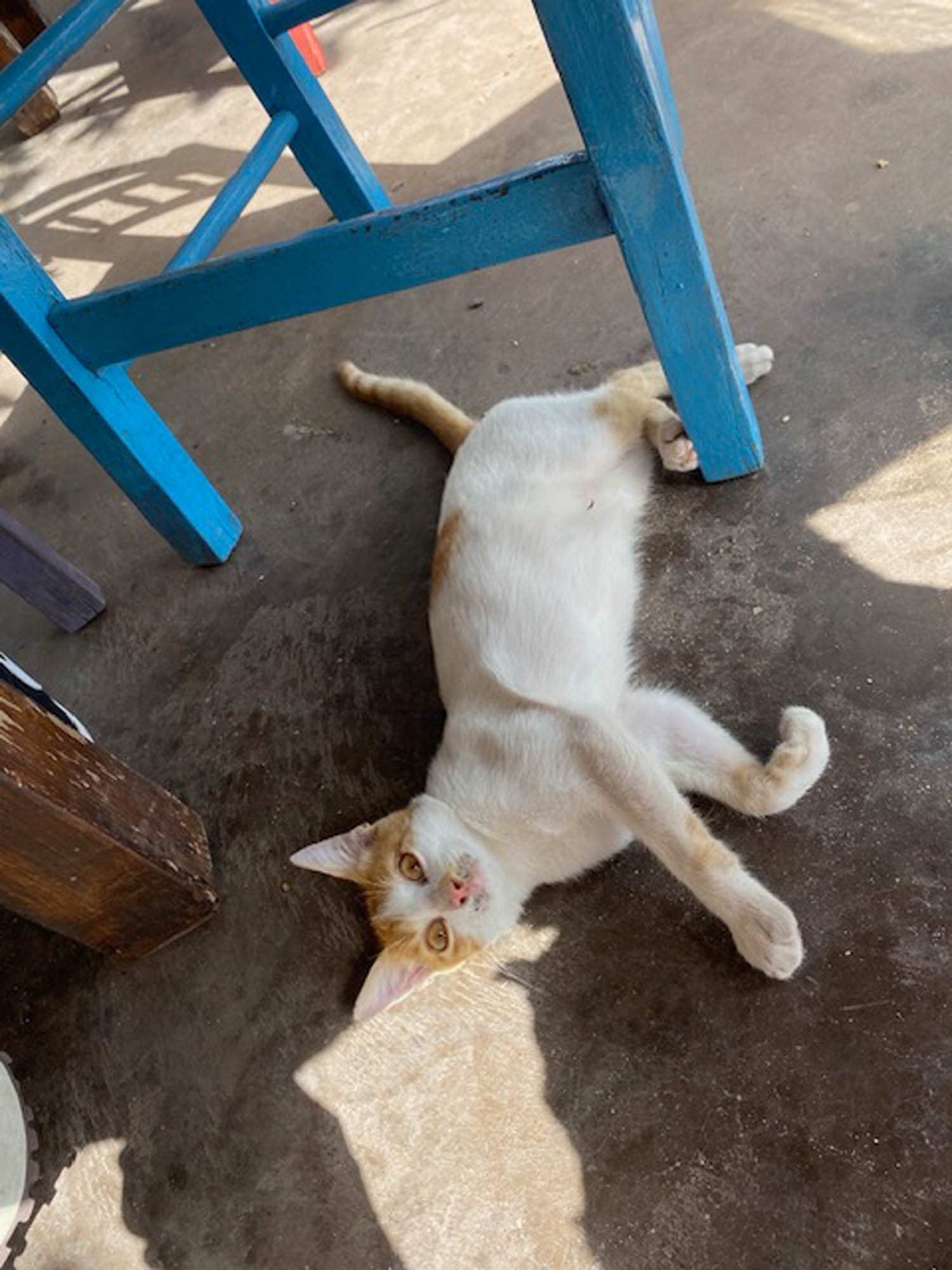 kreta, kot pod krzesłem