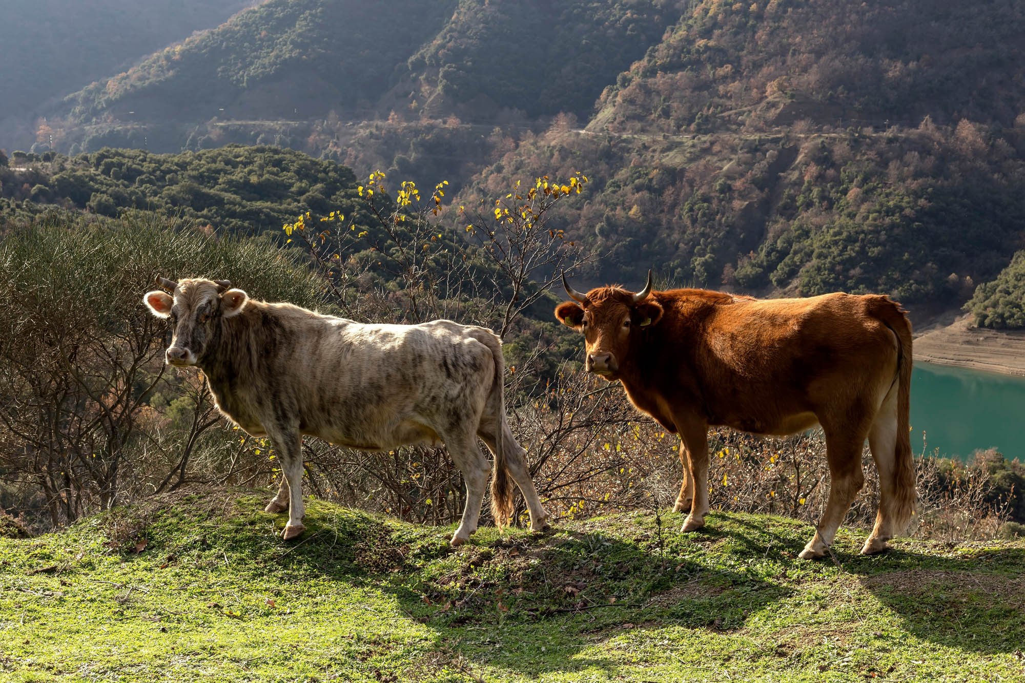 krowy w okolicach jeziora mornos, widok na góry