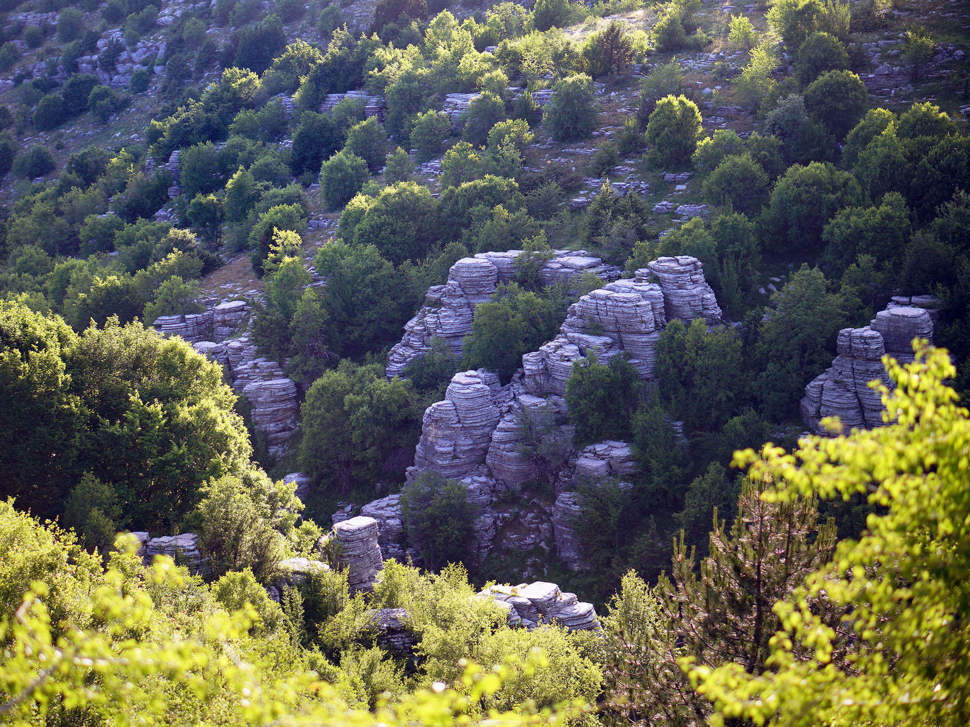 kamienny las, oxia, epir, widok na las