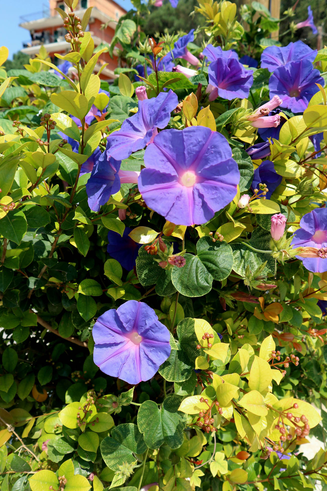 kwiaty, korfu, relacje z wyspy