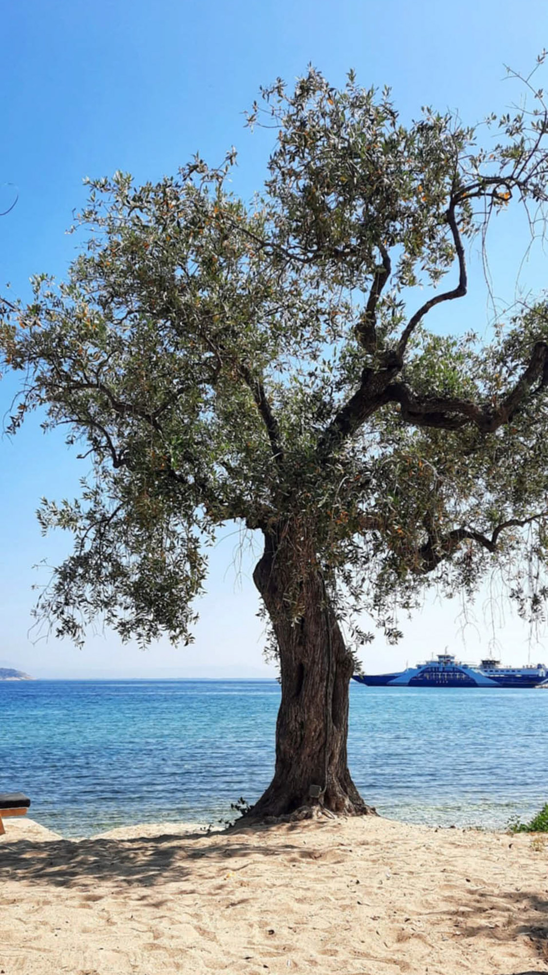 wspomnienia z thassos, drzewo