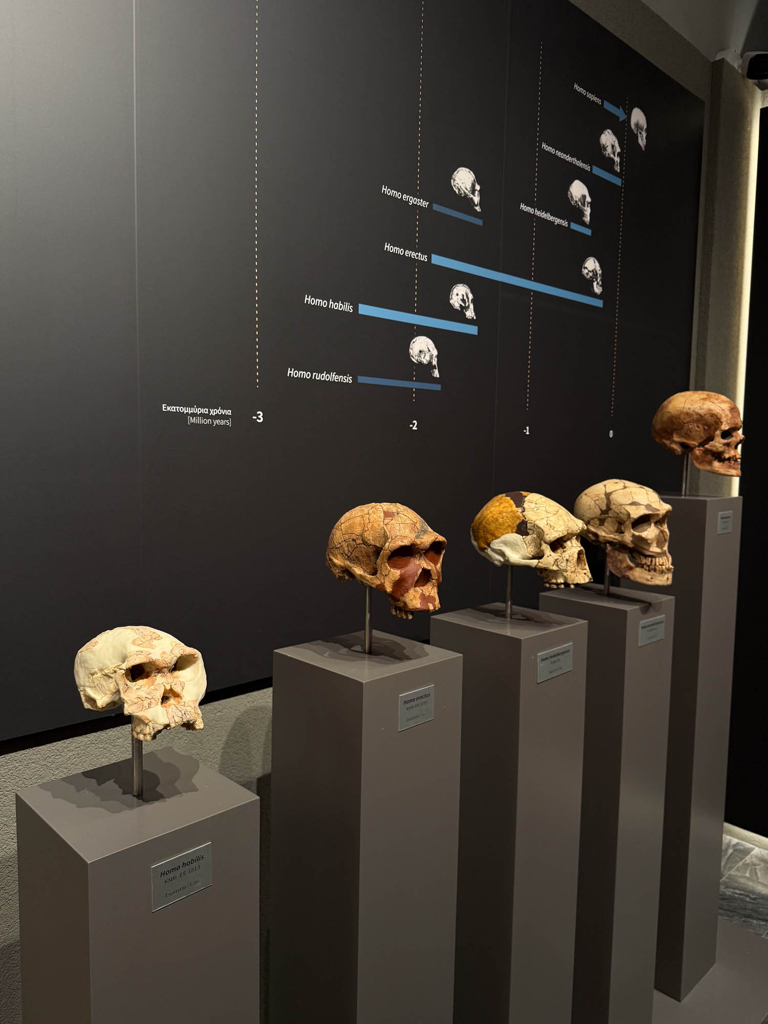 muzeum - jaskinia petralona, zbiory, chalkidiki