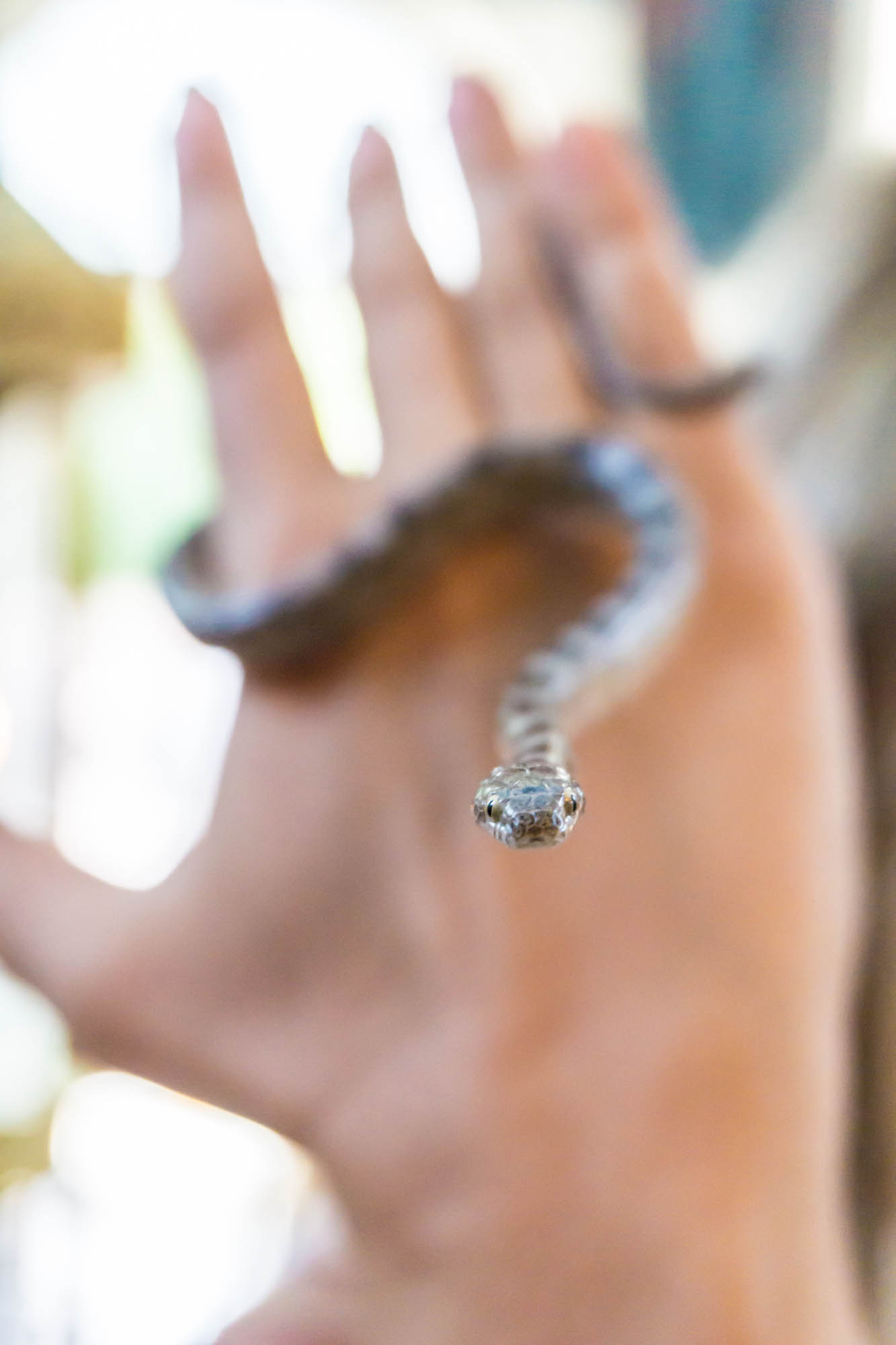 dziewczyna trzyma w dłoni świetego weża, kefalonia, dzień matki boskiej