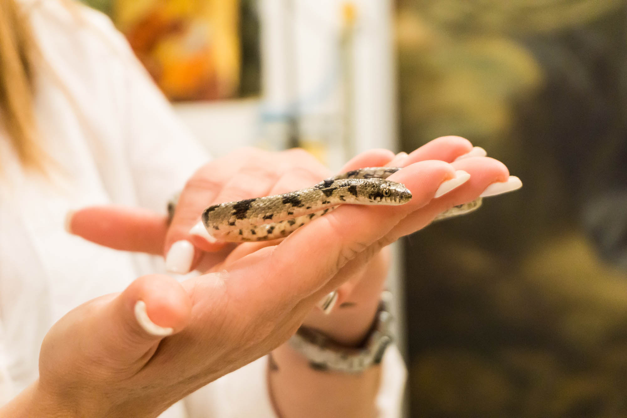 dziewczyna trzyma w dłoni świetego weża, kefalonia, dzień matki boskiej