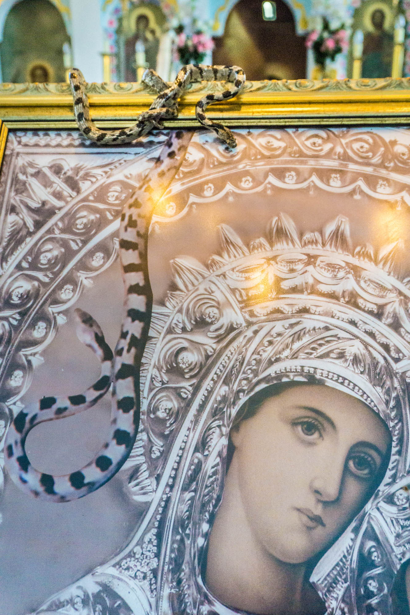 węże na obrazie matki boskiej, kefalonia, cud węży