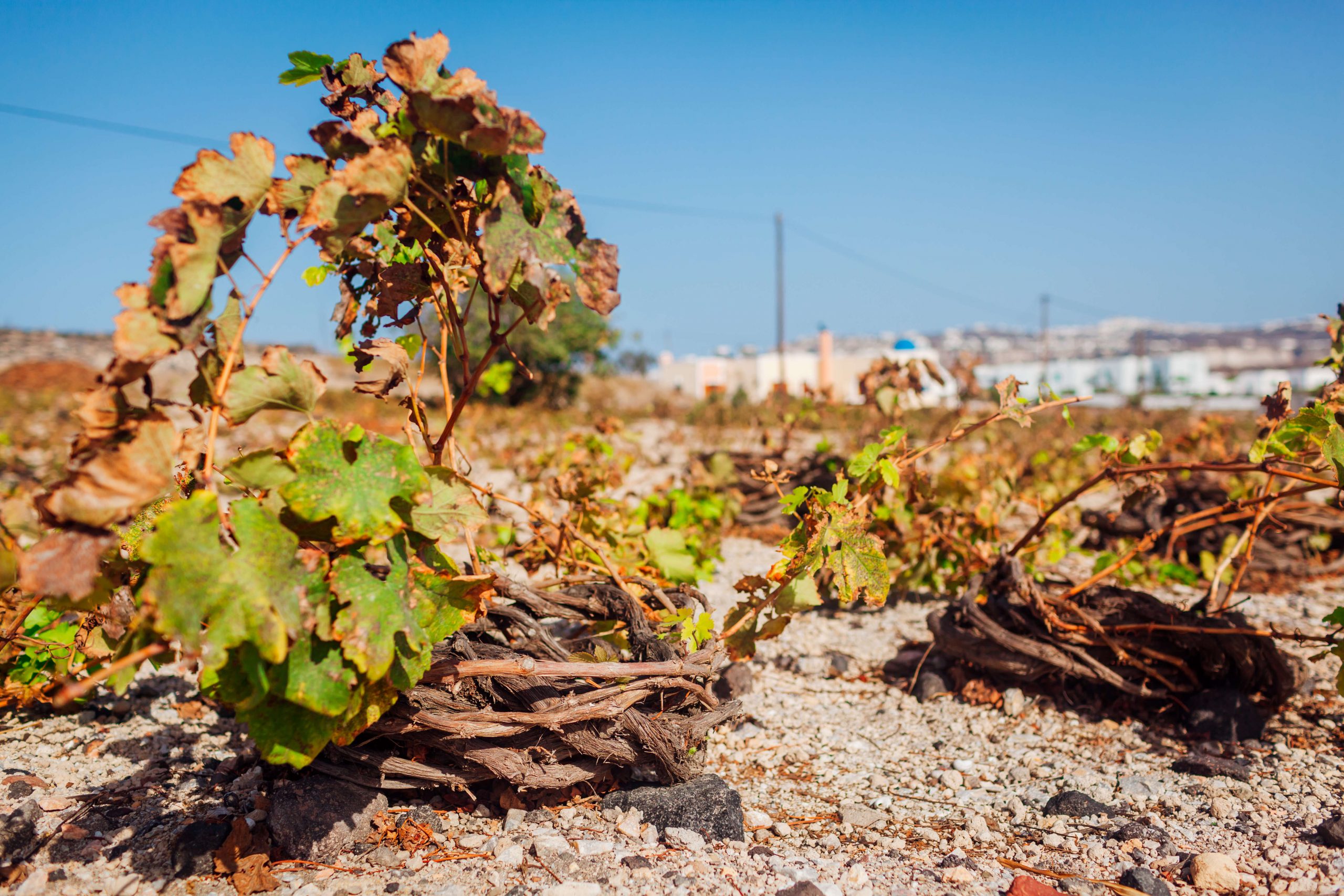 pola winorośli na santorini, vinosanto, winnice