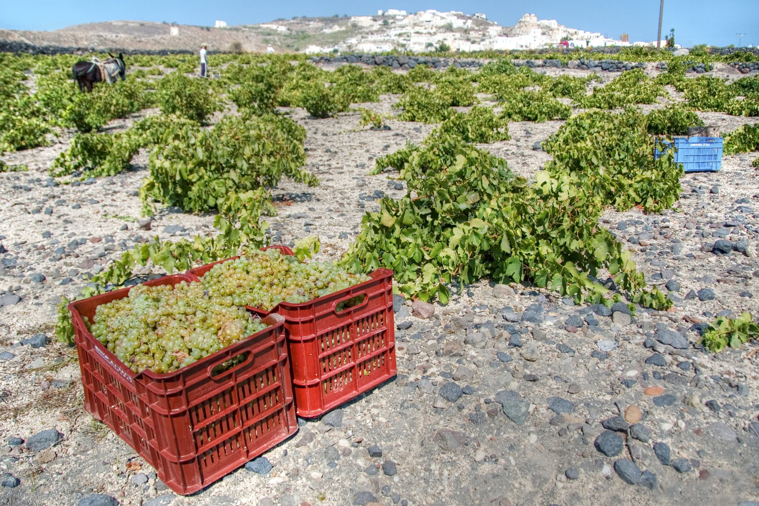 zbiór winogron, santorini, kosze na polu, winnica, vinosanto